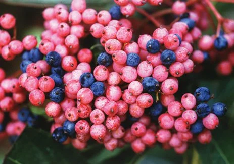 Viburnum nudum Brandywine™