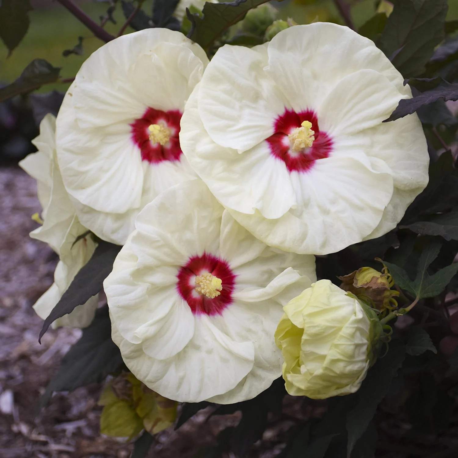 Hibiscus x 'French Vanilla'