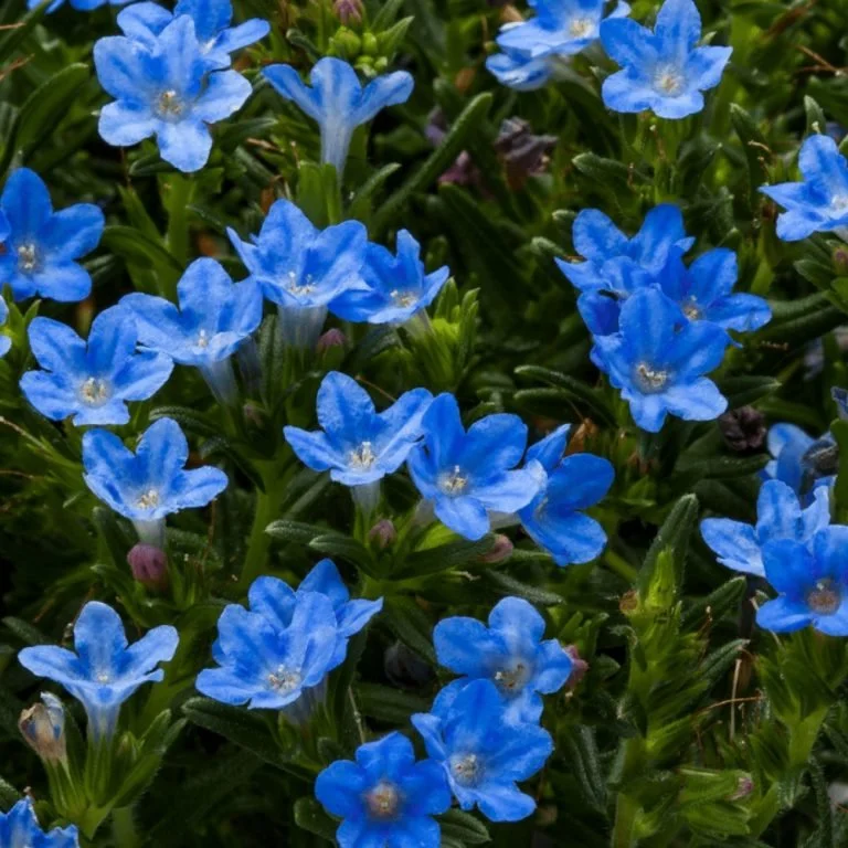 Lithodora diffusa 'Sky Blue'