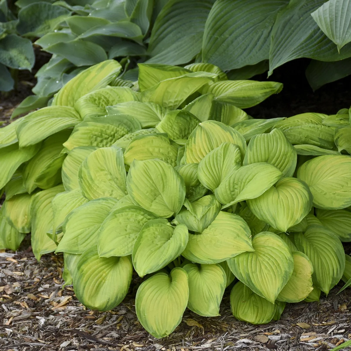 Hosta x 'Stained Glass'