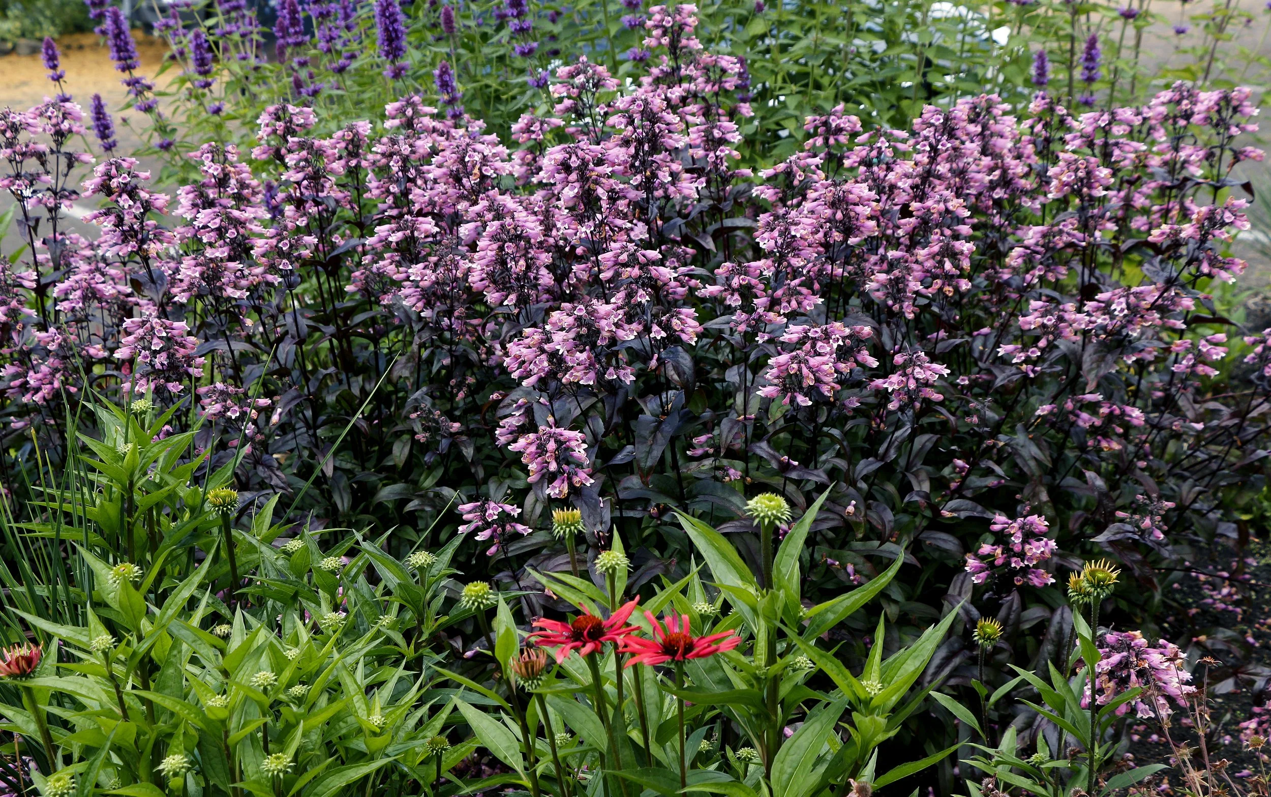 Penstemon-Dakota-Burgundy-9.jpg