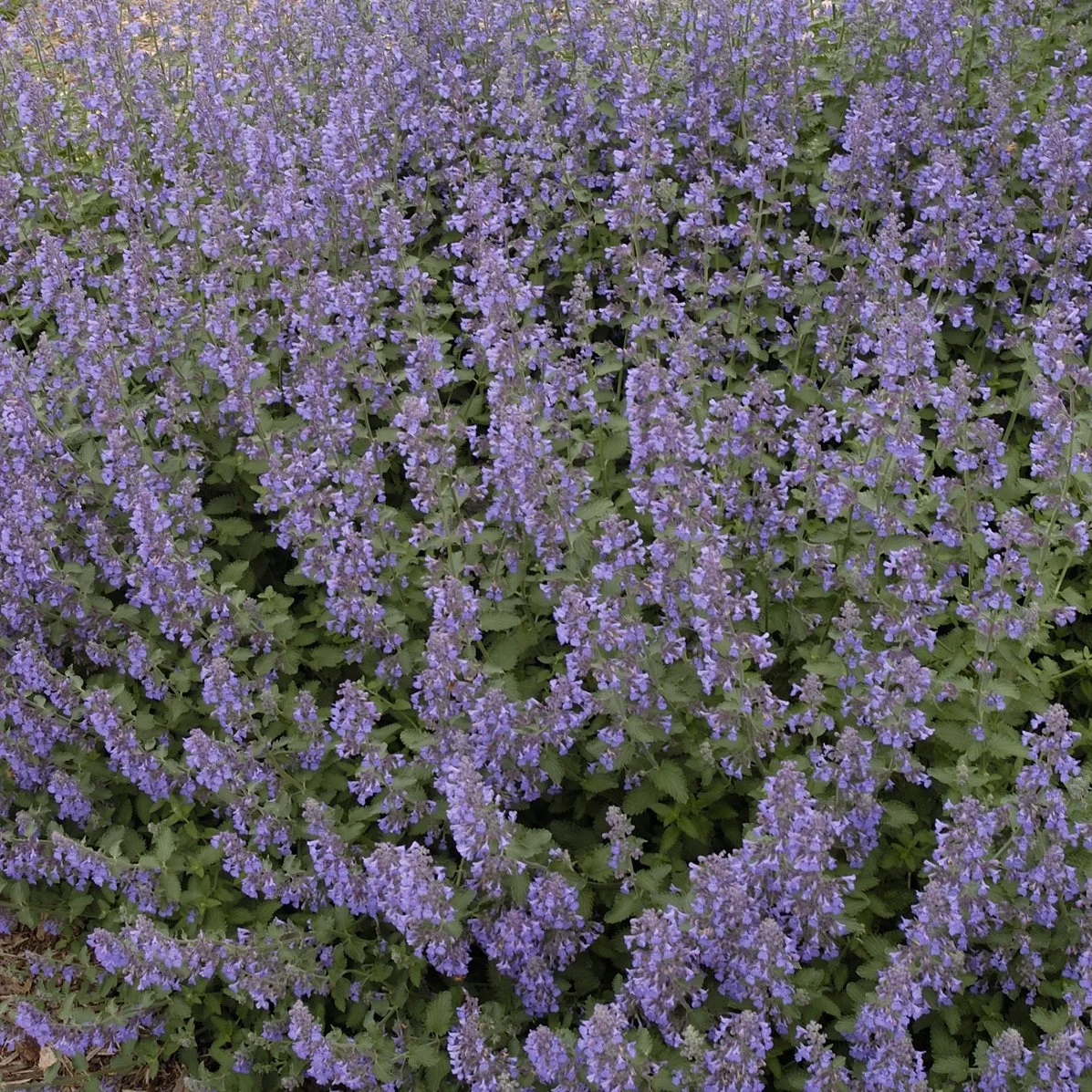 Nepeta faassenii 'Walker's Low' 0001 high res.jpg