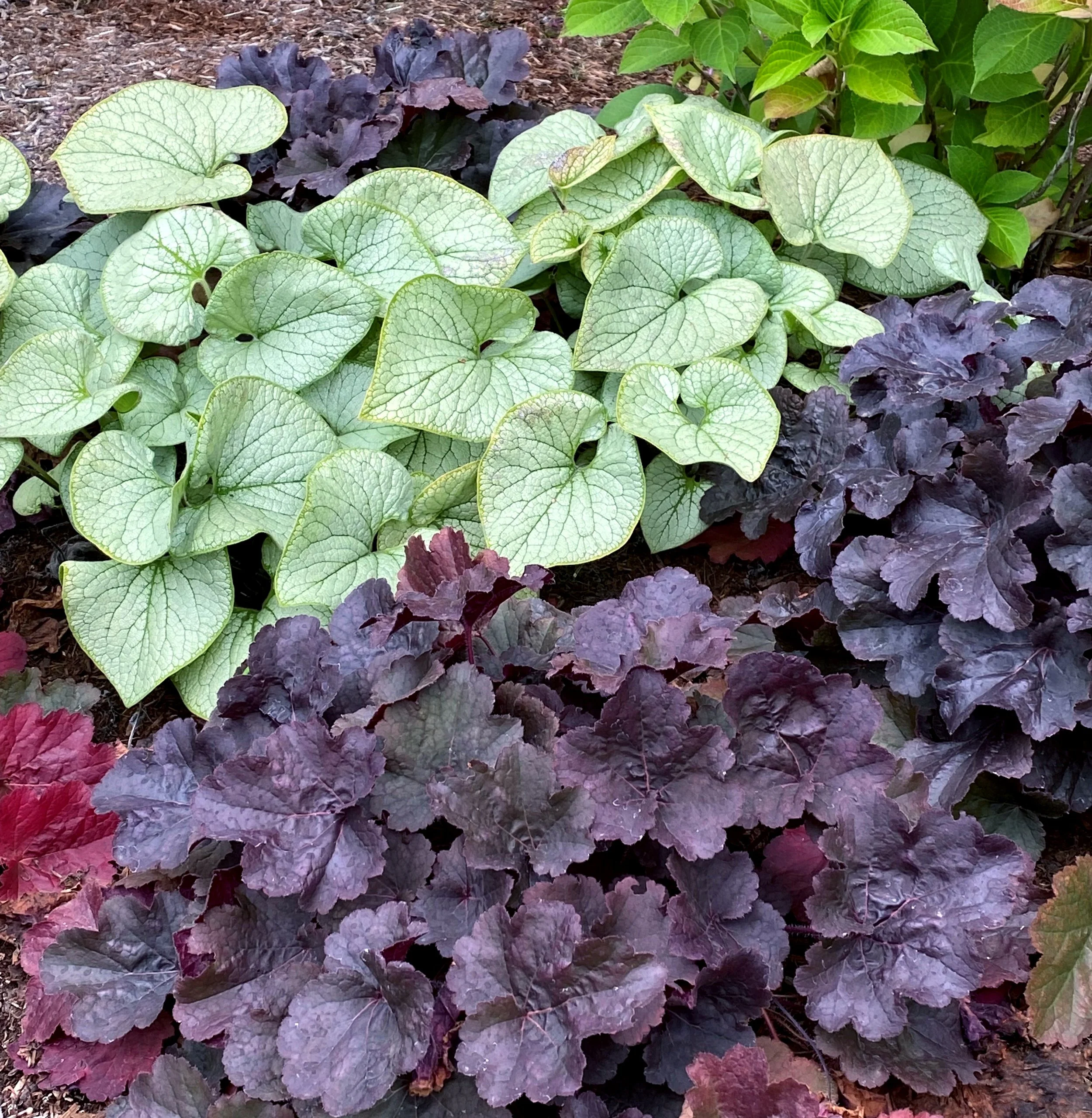 Heuchera-Northern-Exposure-Black-6.jpg