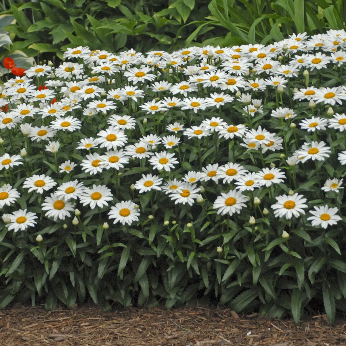 Leucanthemum superbum 'Snowcap' 0001 high res.jpg