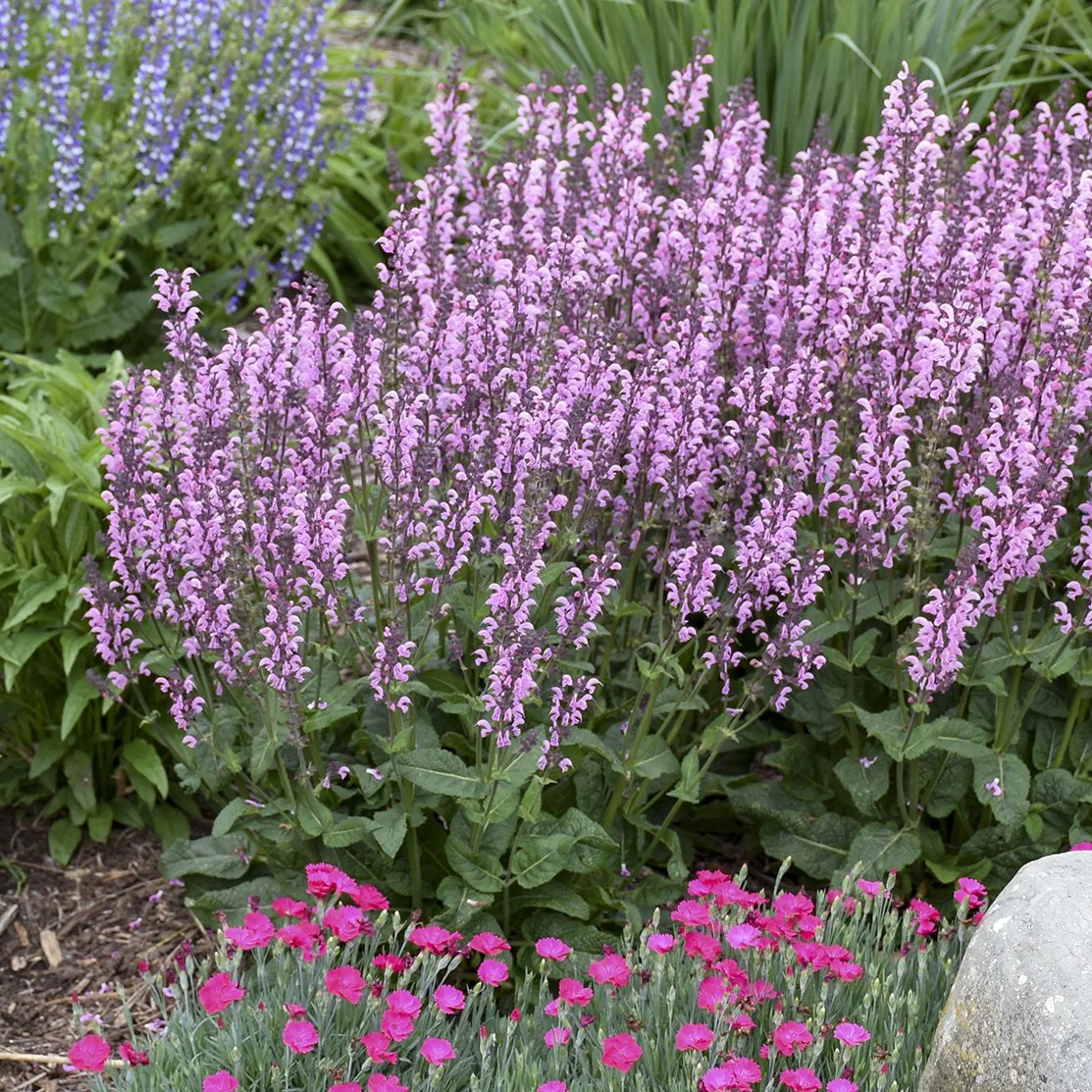 Salvia 'Pink Dawn' PP26343 CPBR5569 0001 high res.jpg