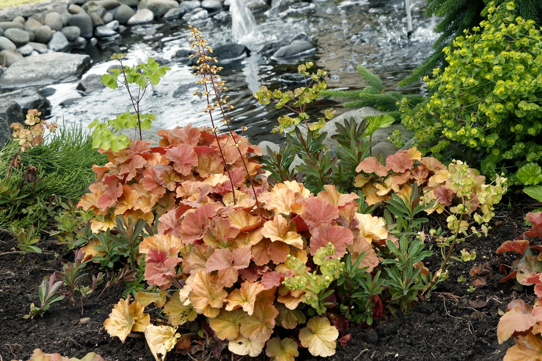 Heuchera-Northern-Exposure-Amber-8.jpg