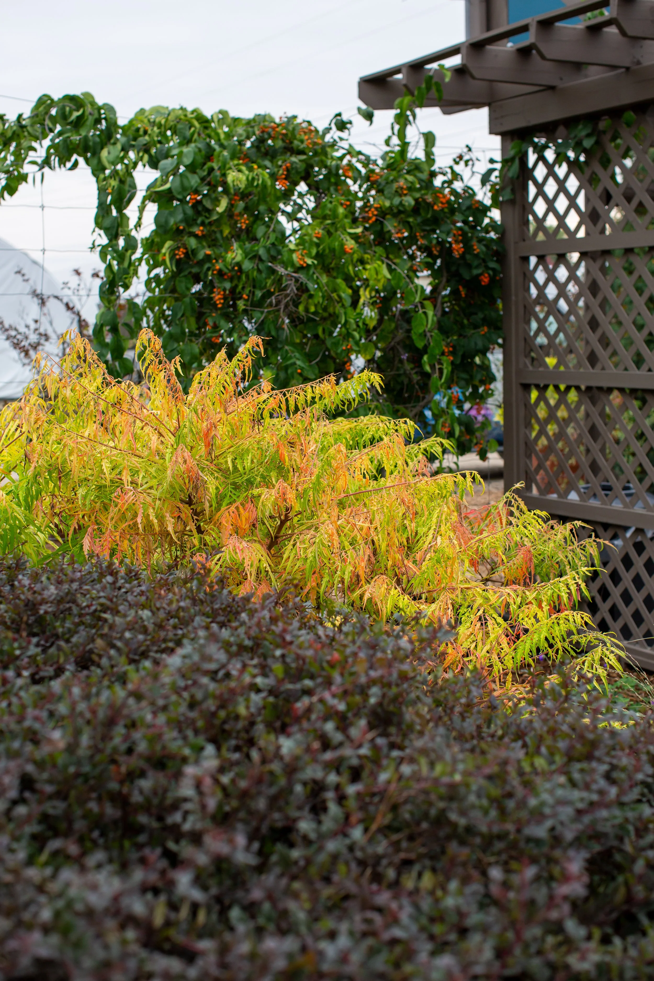 RhustFirstEditionsTigerEyesSumac-223-0721.jpg