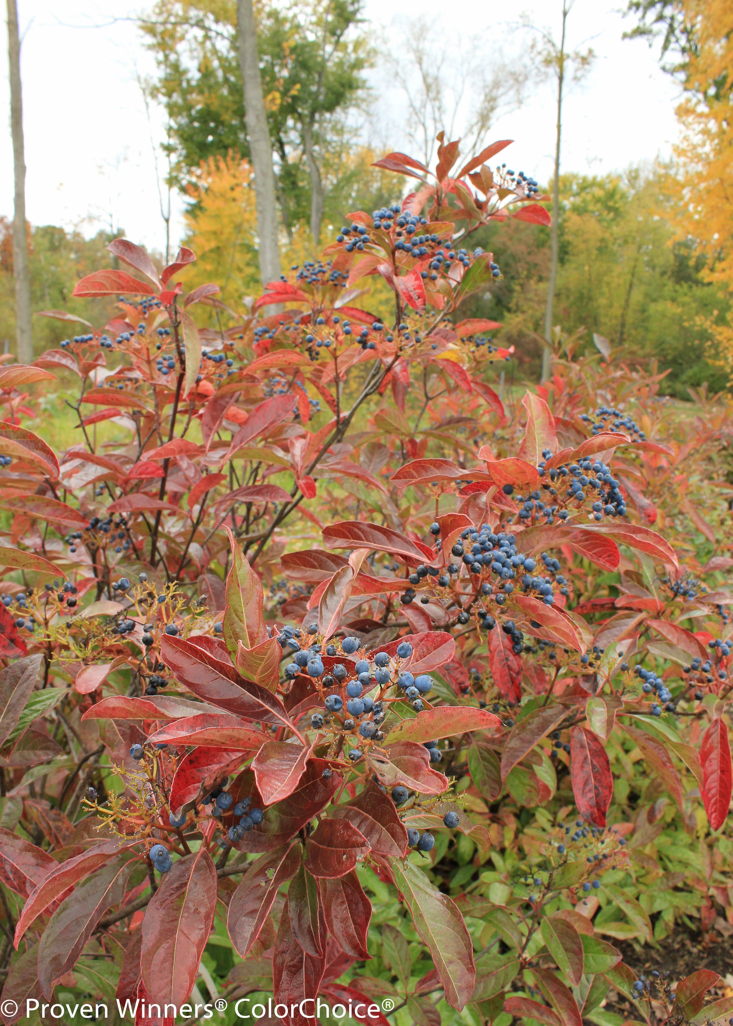 brandywine_viburnum-4152.jpg