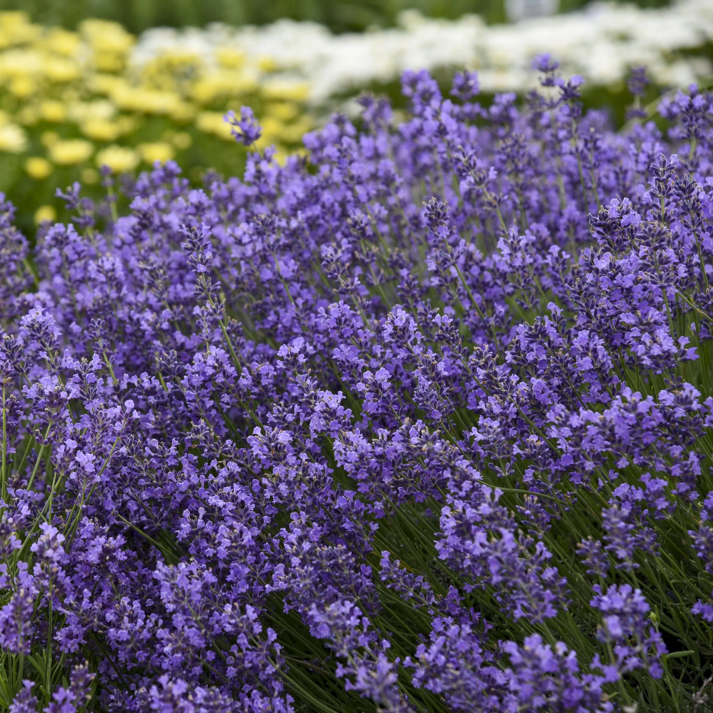 Lavandula angustifolia 'Munstead Strain'