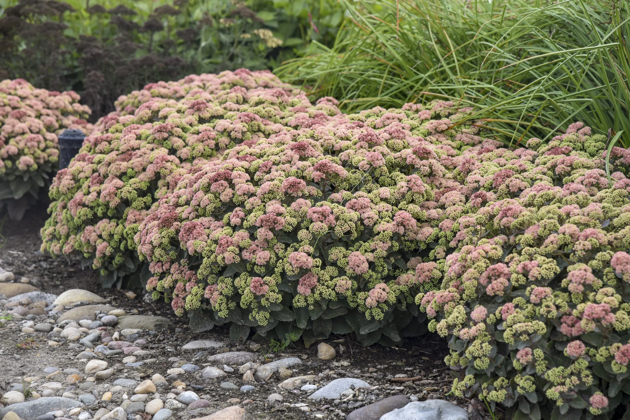 sedum_coraljade_apj22_6.jpg