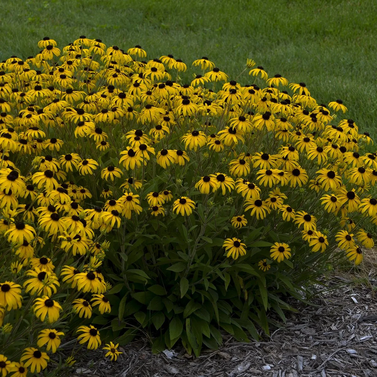 Rudbeckia 'American Gold Rush' PP28498 CPBRAF 0000 high res.jpg