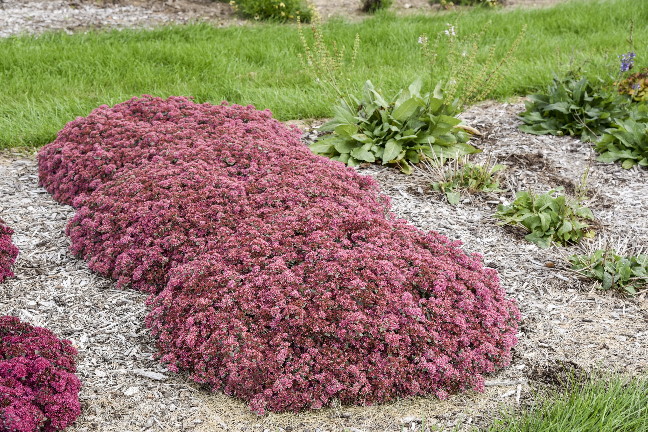 Sedum x 'Popstar'