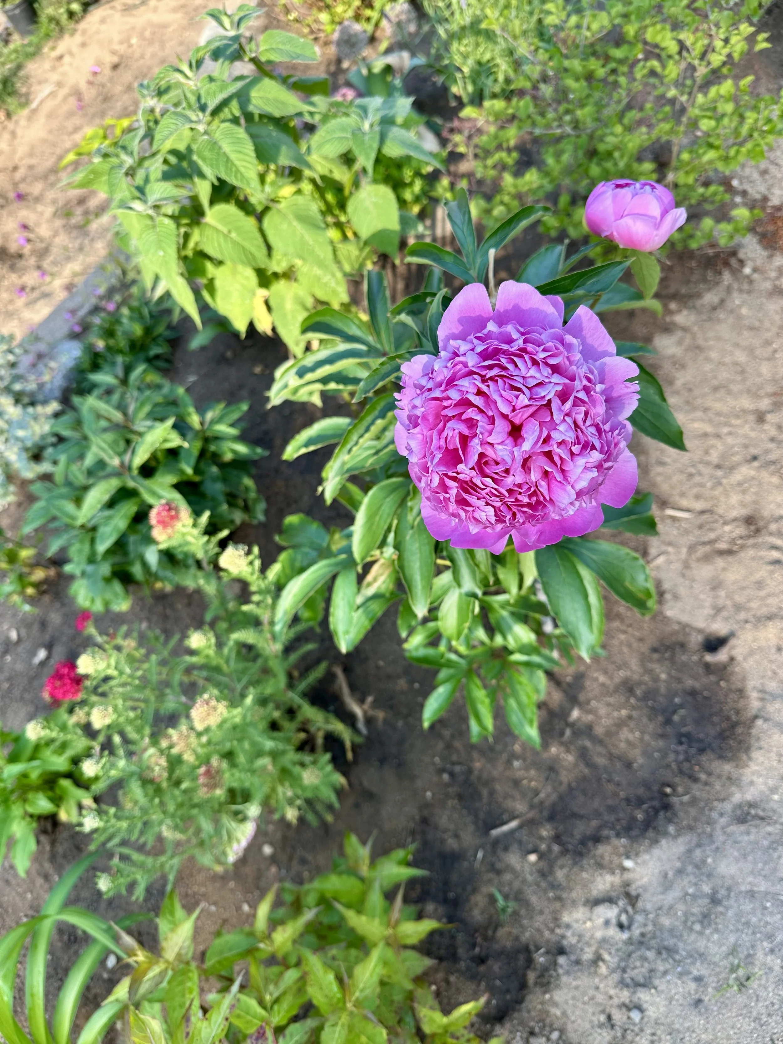 IMG_3908.jpeg