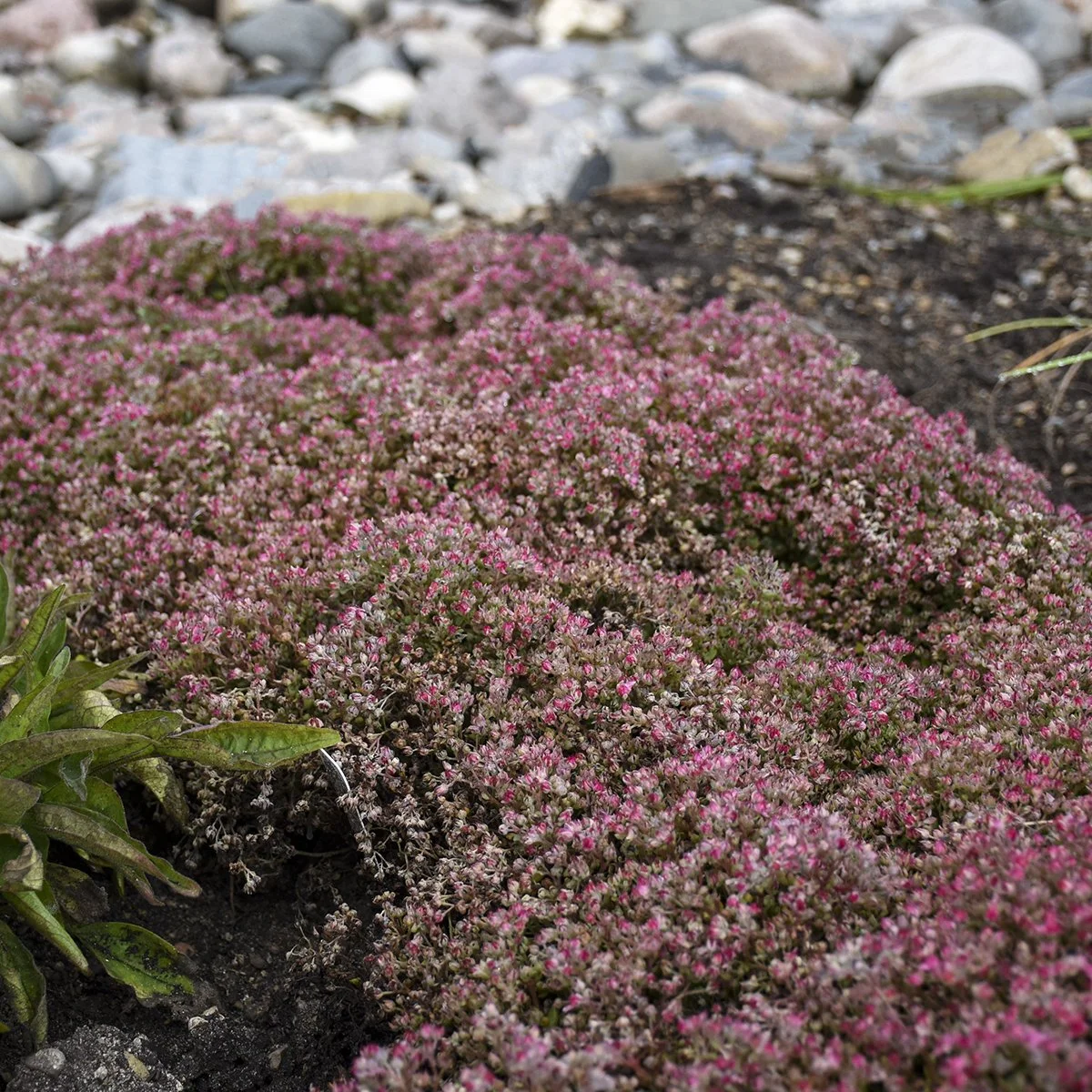 Sedum 'Steel the Show' PP31314 0001 high res.jpg