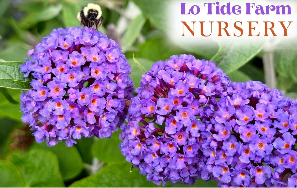 Lo Tide Farm Nursery E-Gift Card
