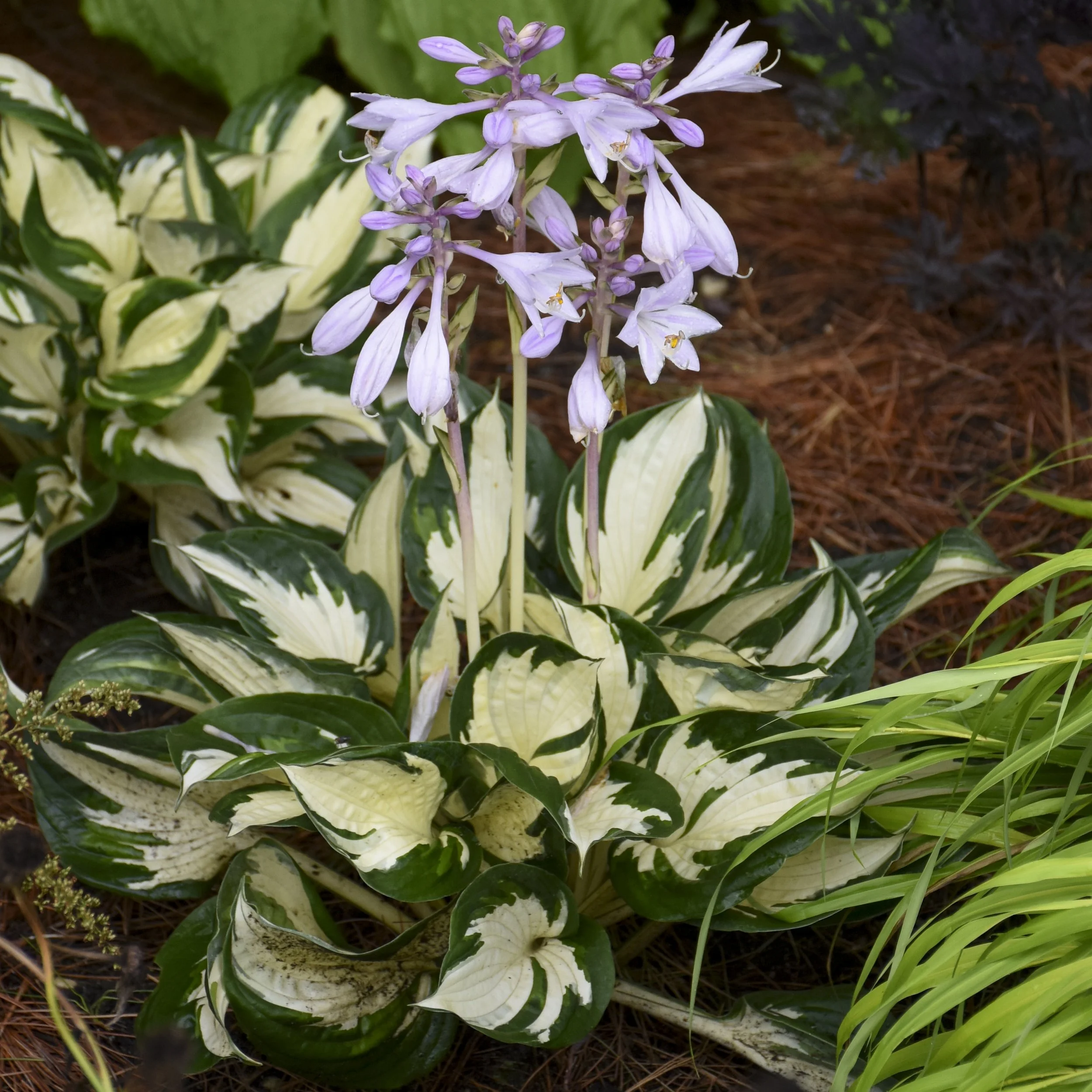 Hosta x 'Fire And Ice'