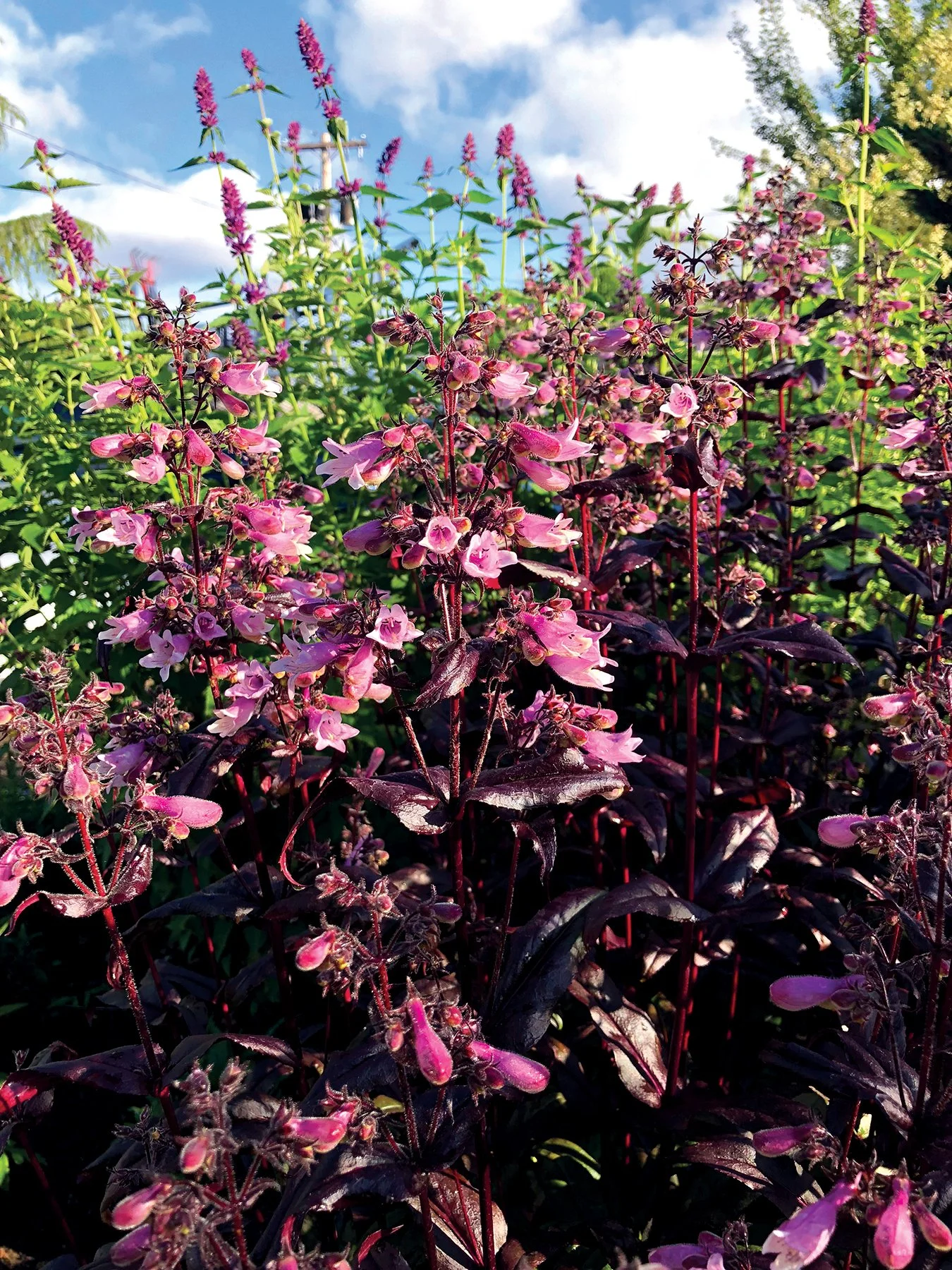 Penstemon-Dakota-Burgundy-5.jpg