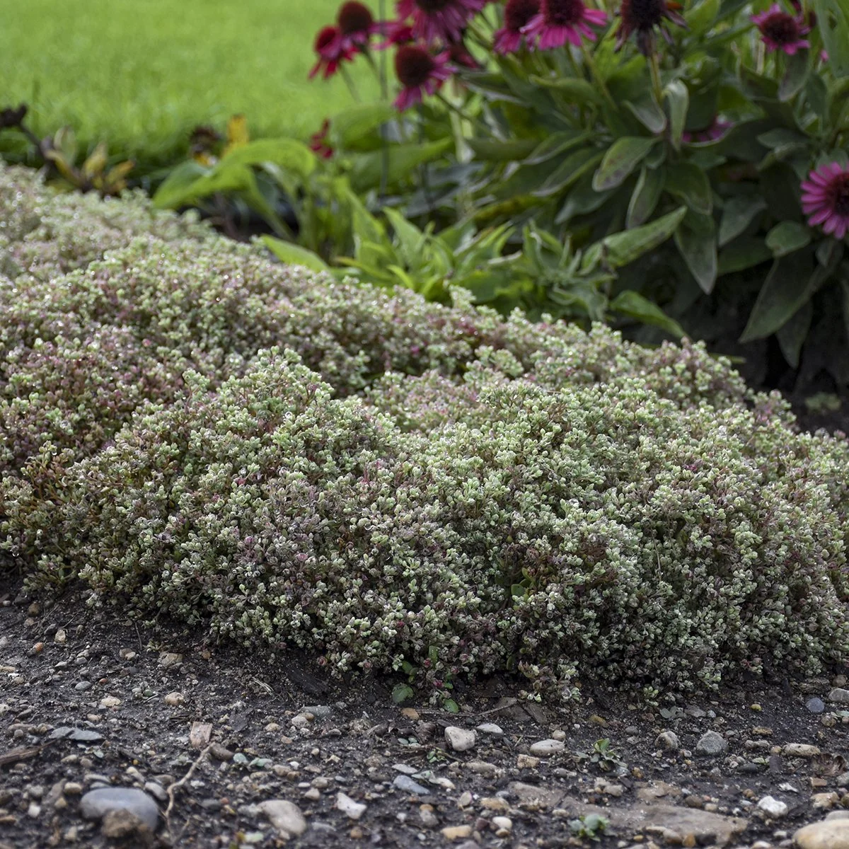 Sedum 'Steel the Show' PP31314 0003 high res.jpg