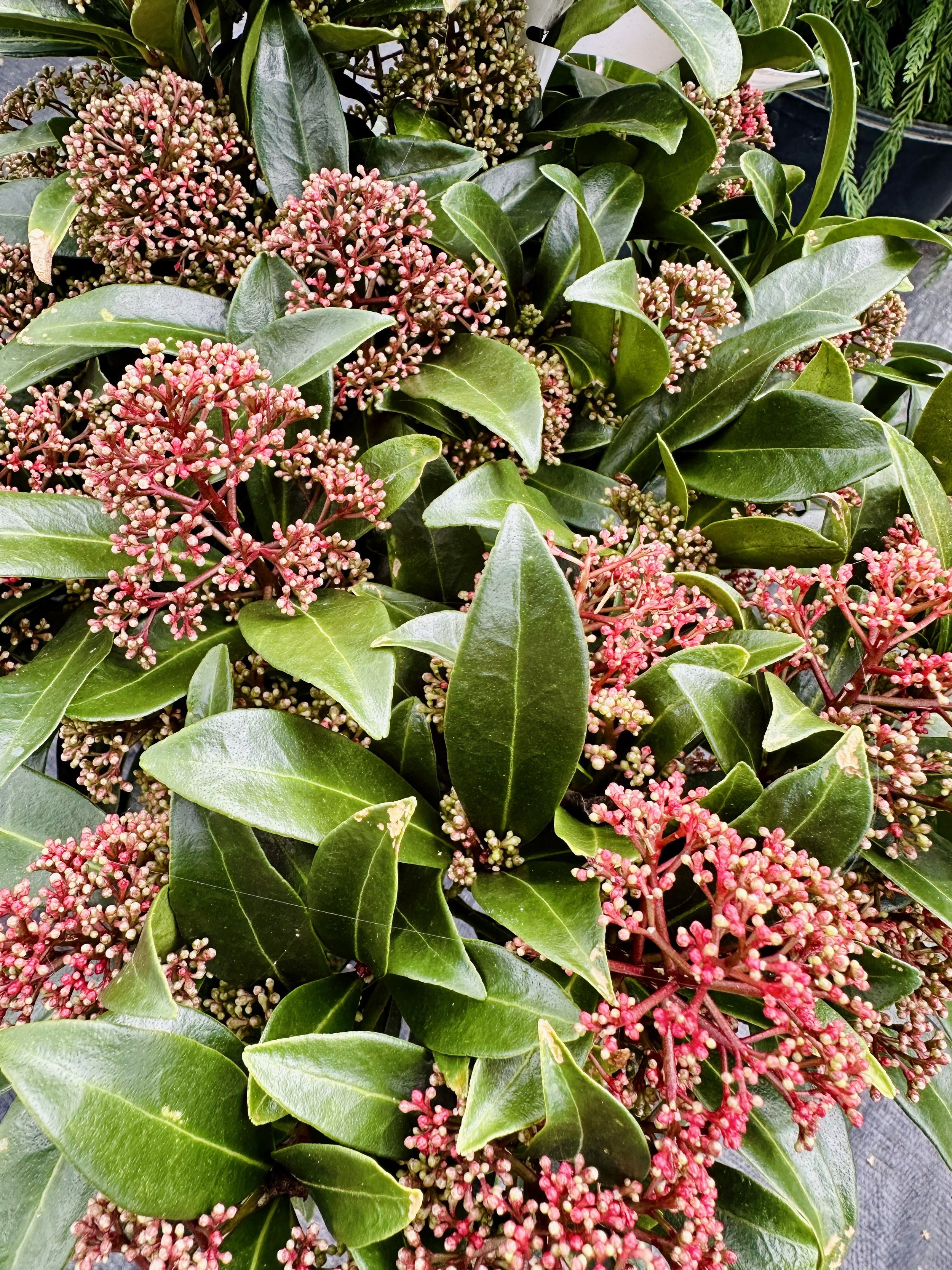 Skimmia japonica (Male Skimmia)