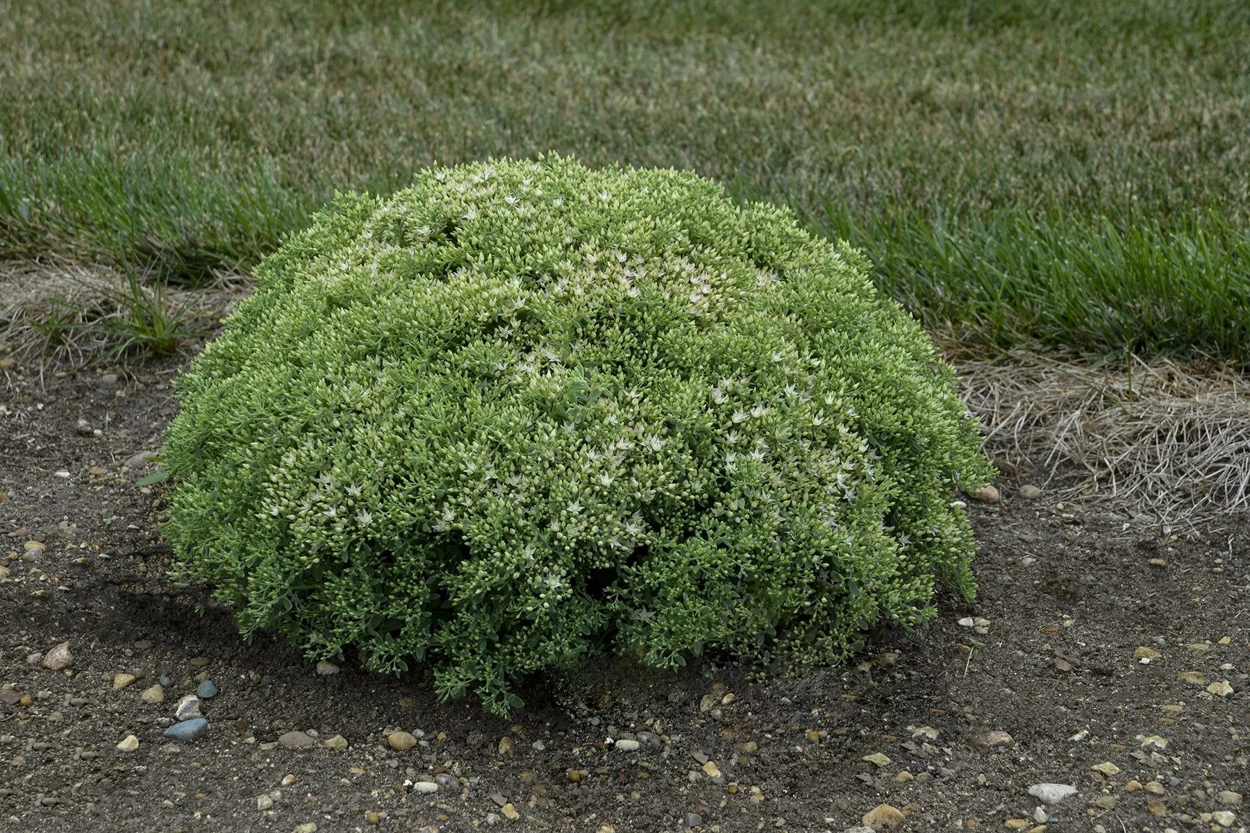 Sedum x 'Bundle of Joy'