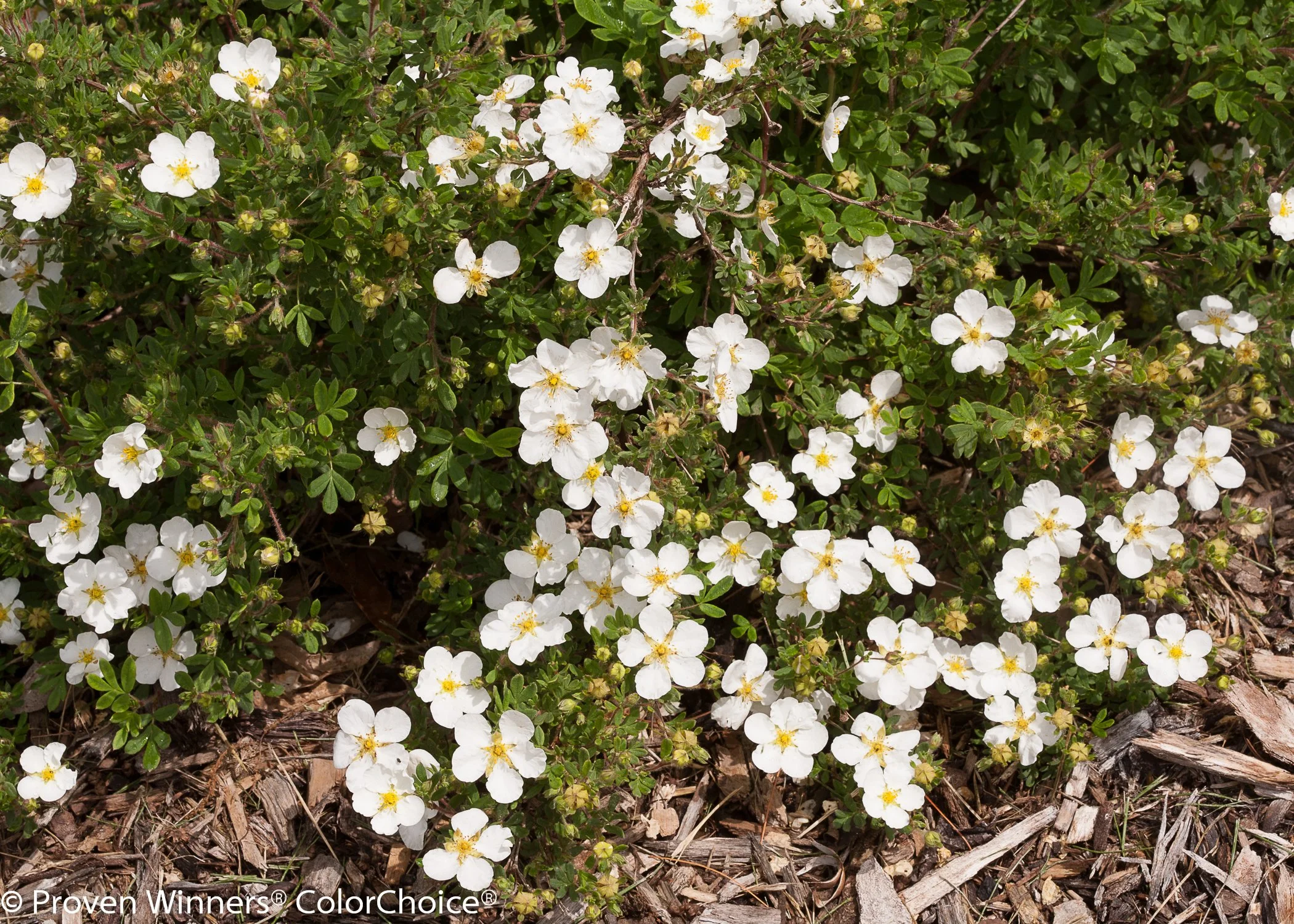 happy_face_white_potentilla-2.jpg