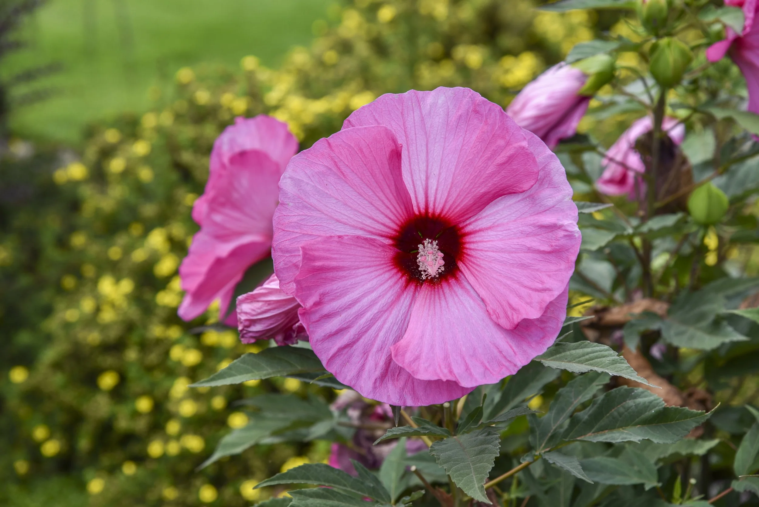 Hibiscus x 'Candy Crush'