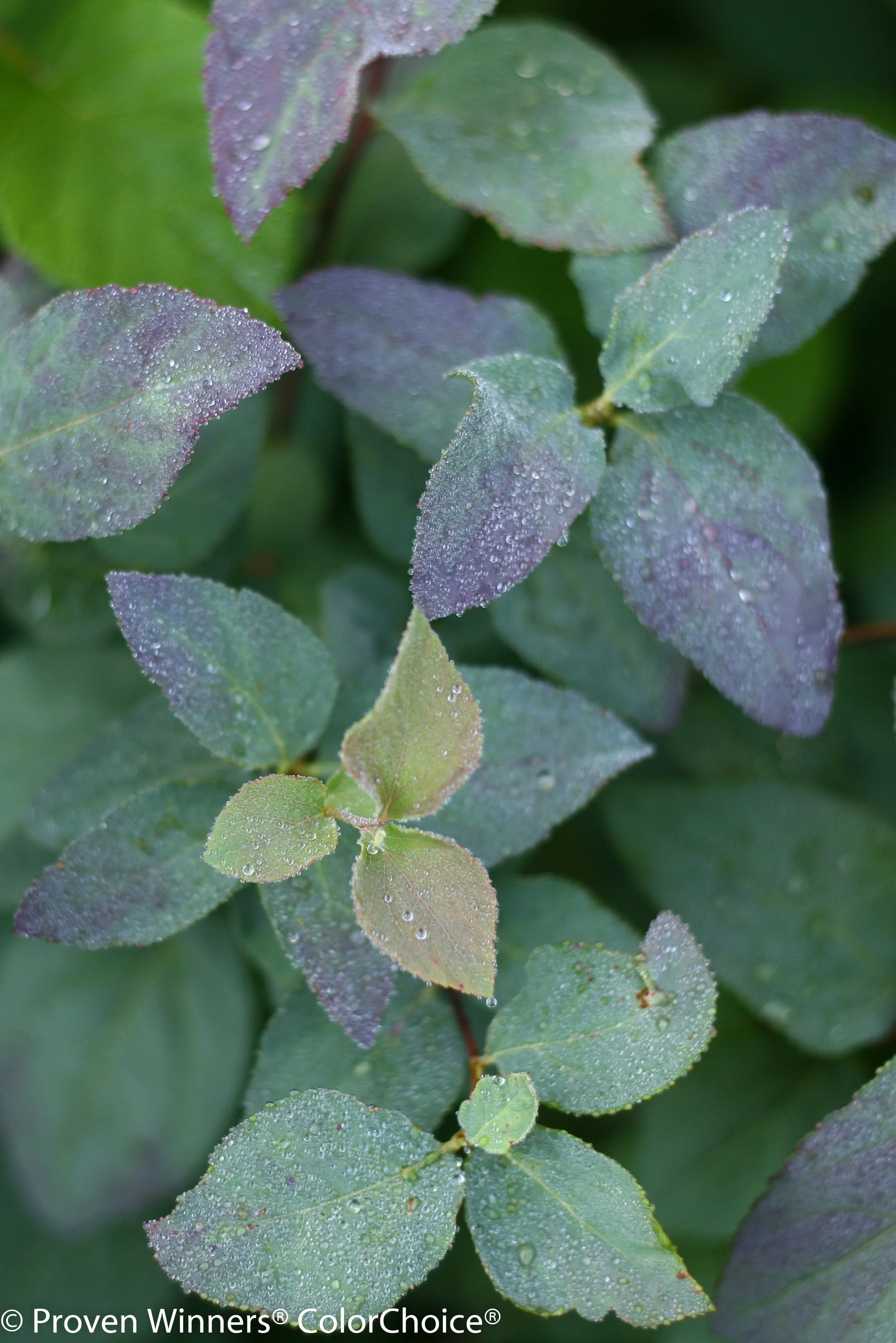 double_play_blue_kazoo_spirea-3118.jpg