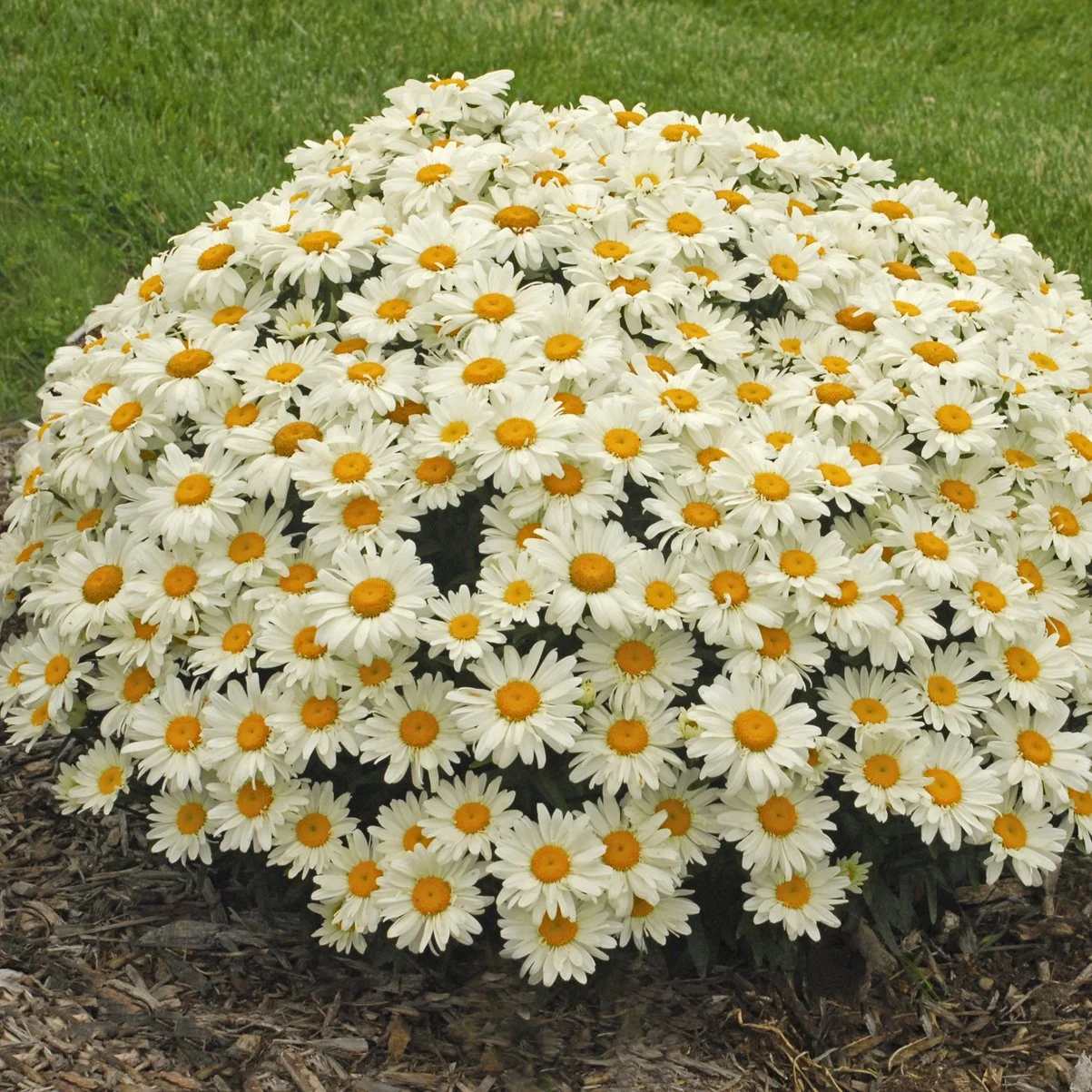 Leucanthemum superbum 'Whoops-a-Daisy' PP27259 0000 high res.jpg