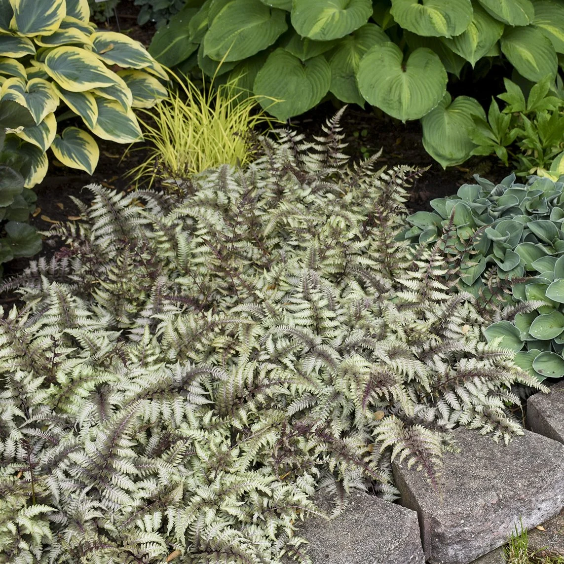 Athyrium niponicum 'Pictum' 0002 high res.jpg
