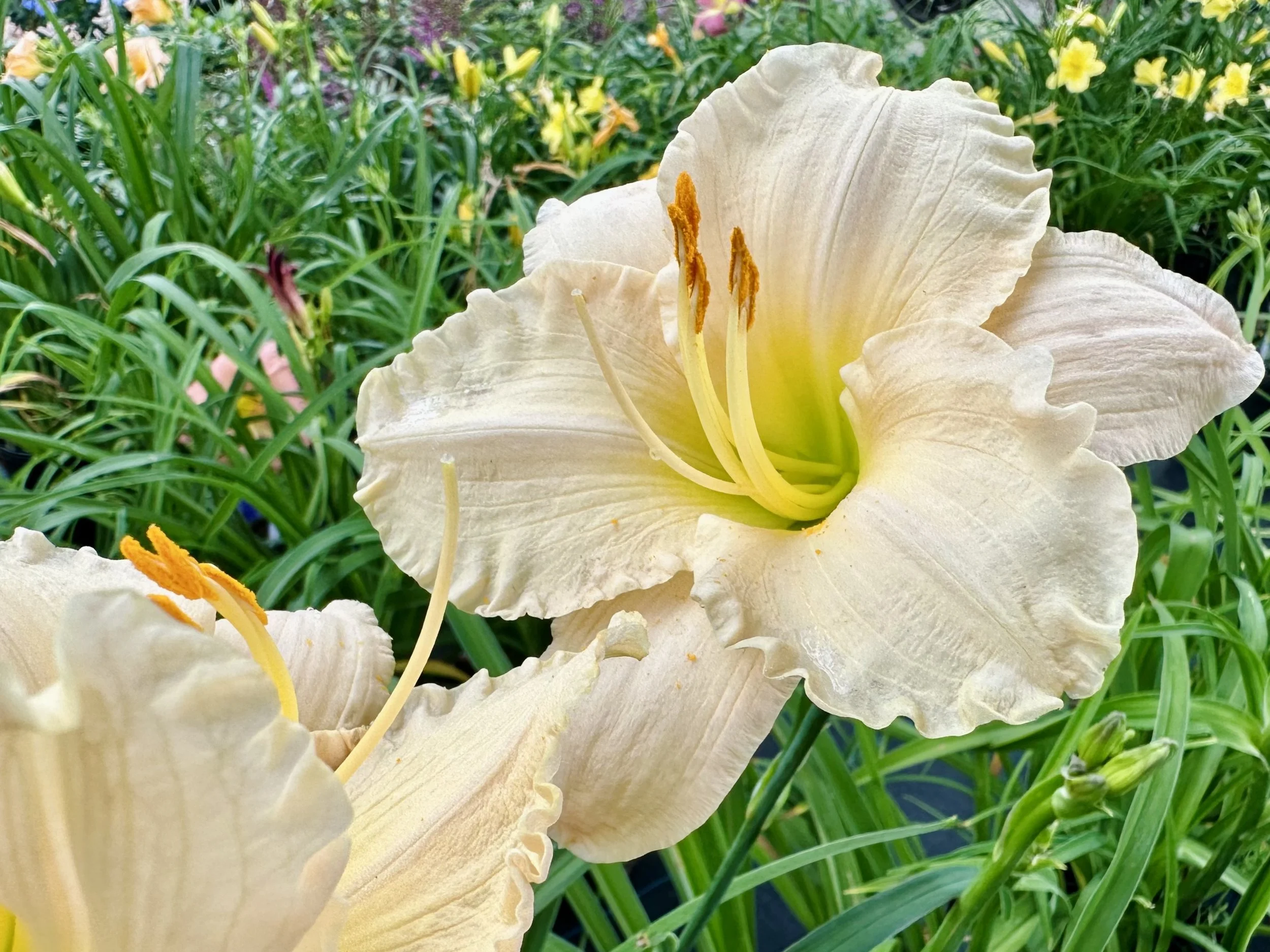 Hemerocallis 'Joan Senior'