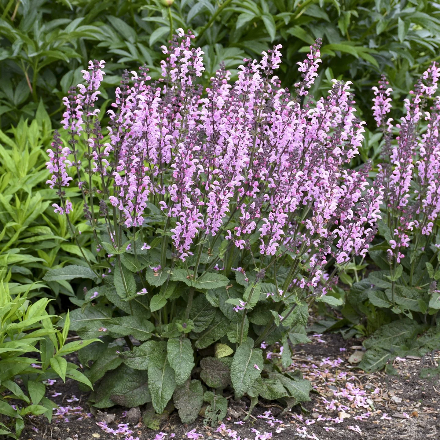 Salvia 'Pink Dawn' PP26343 CPBR5569 0003 high res.jpg