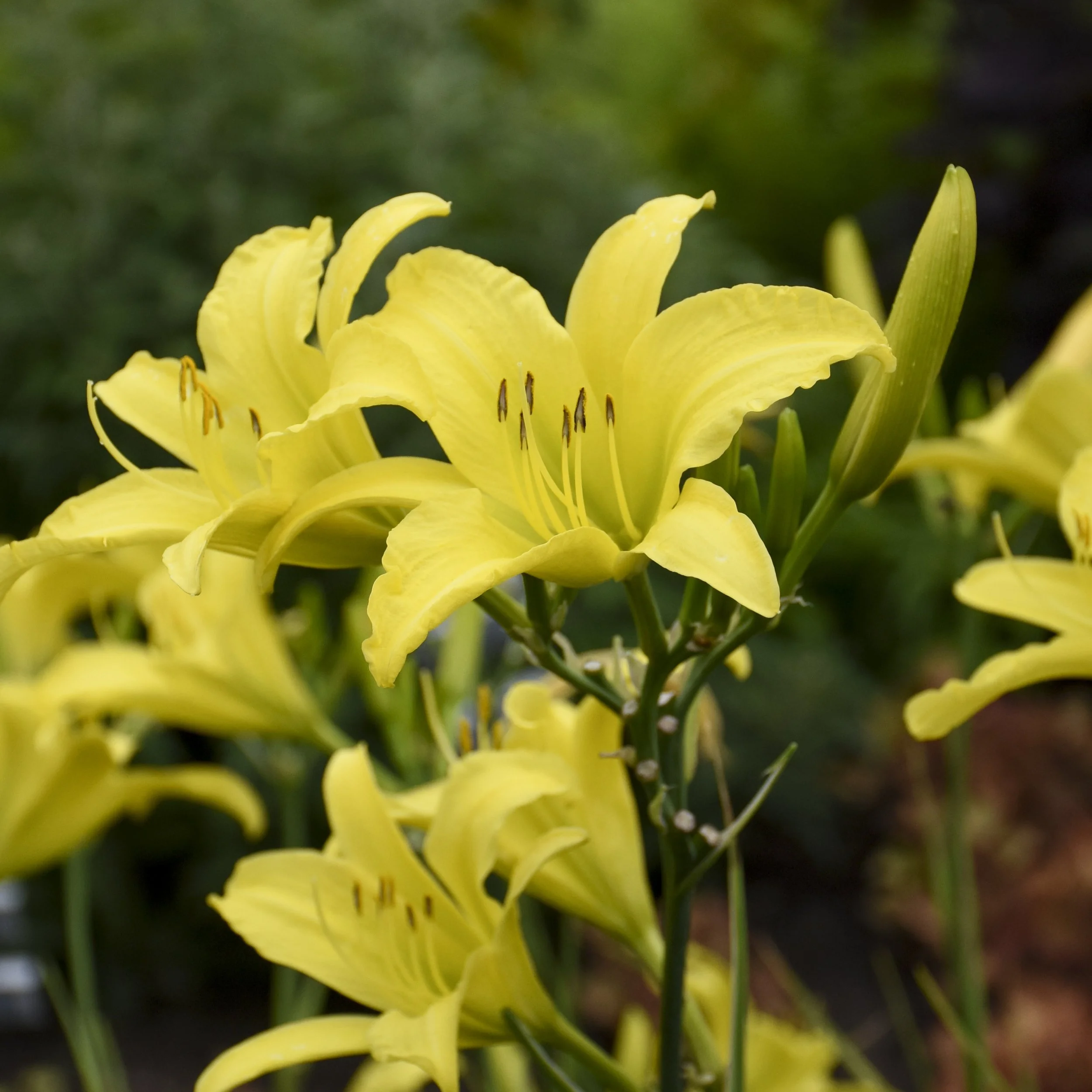 Hemerocallis 'Hyperion'
