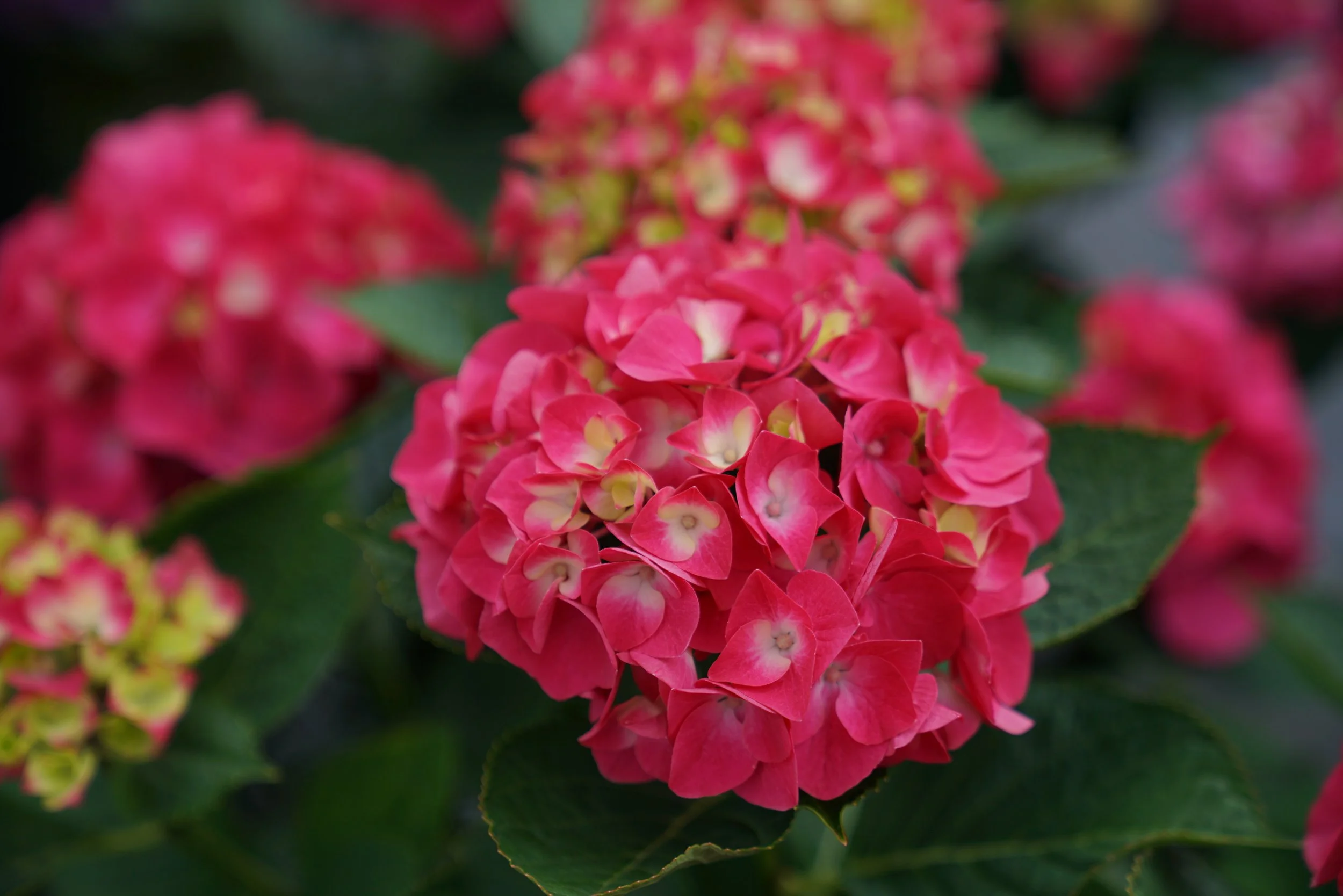 hydrangea_macrophylla_wee_bit_giddy_dsc03786.jpg