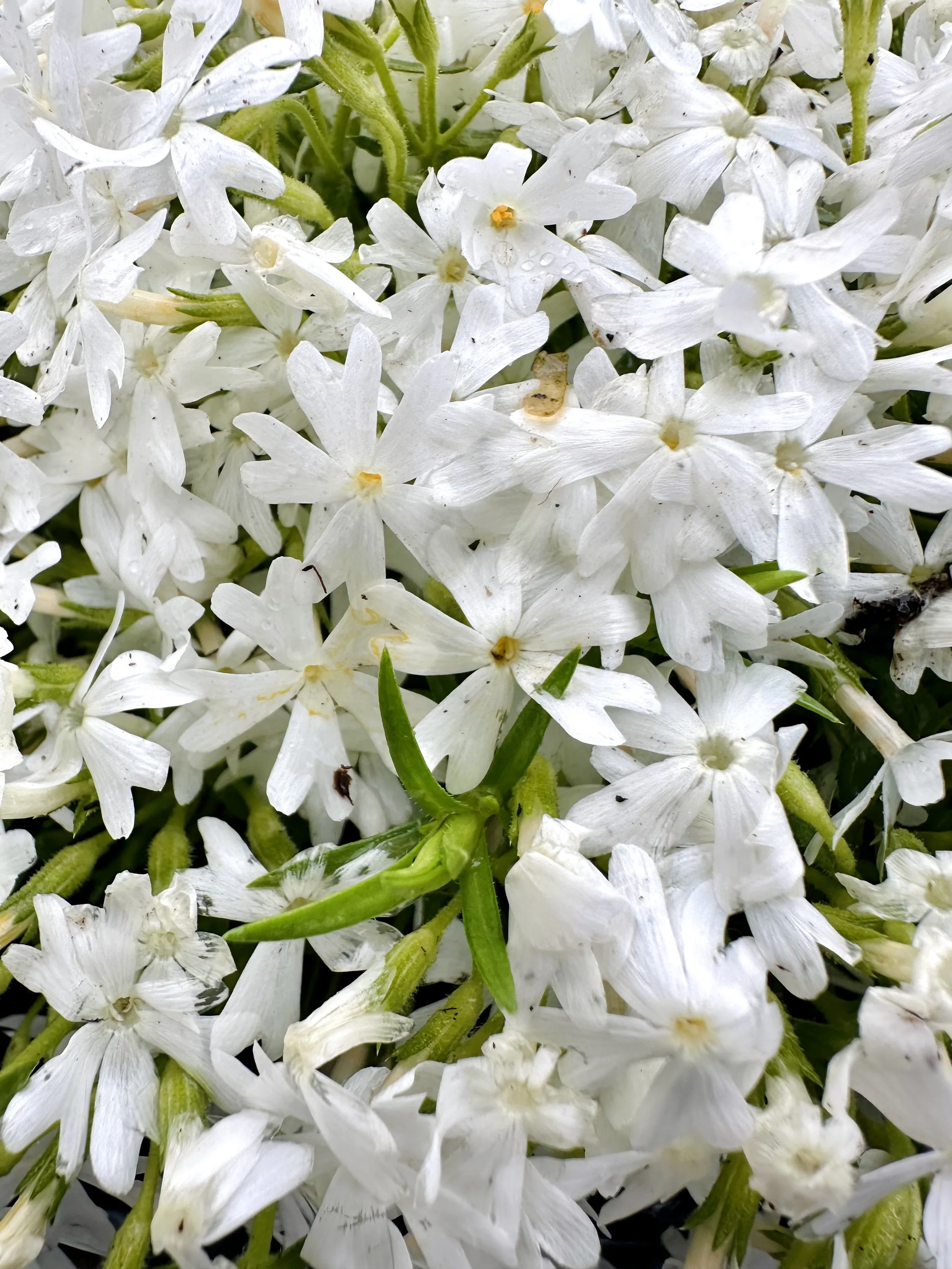 Phlox subulata 'Snowflakes'
