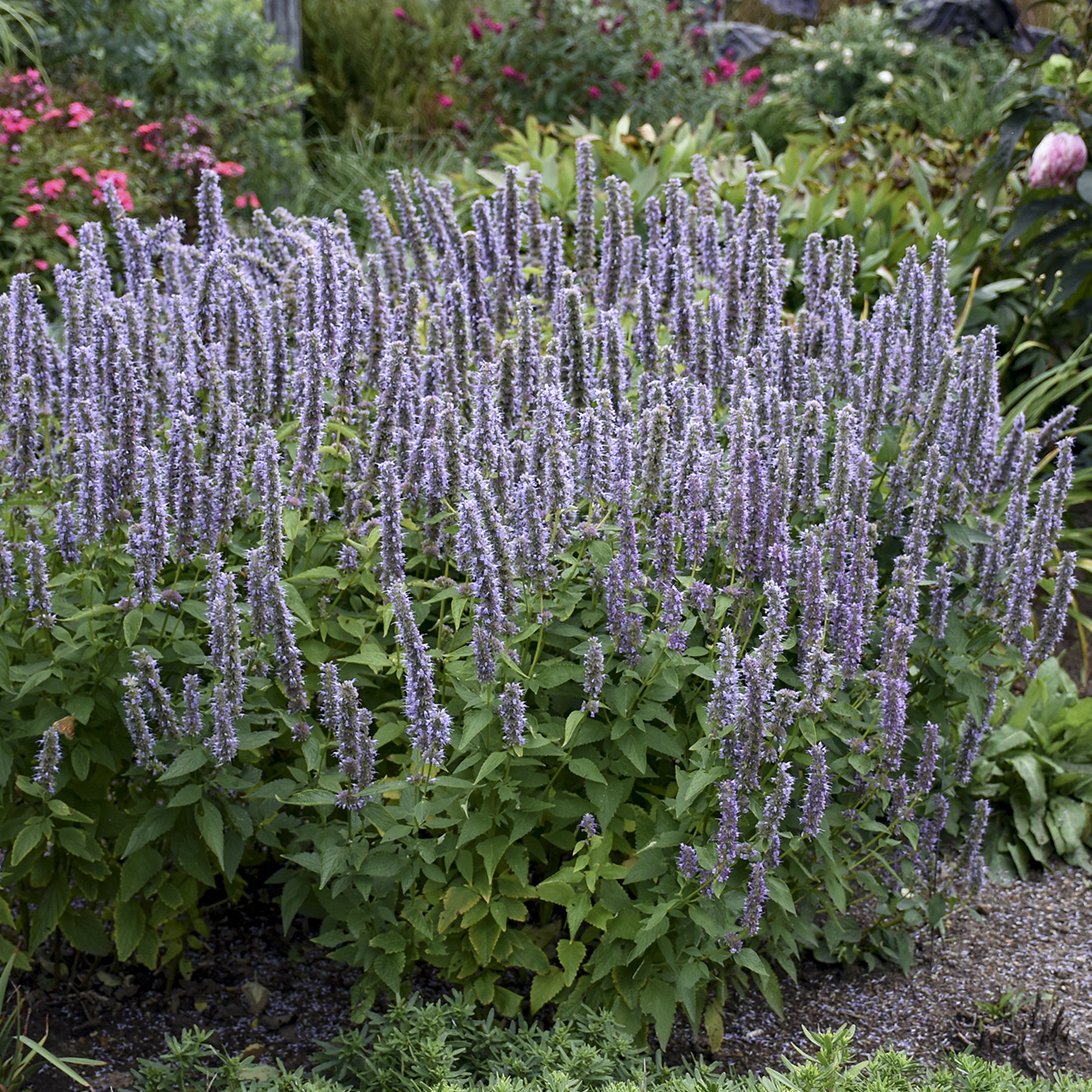 Agastache x 'Blue Fortune'