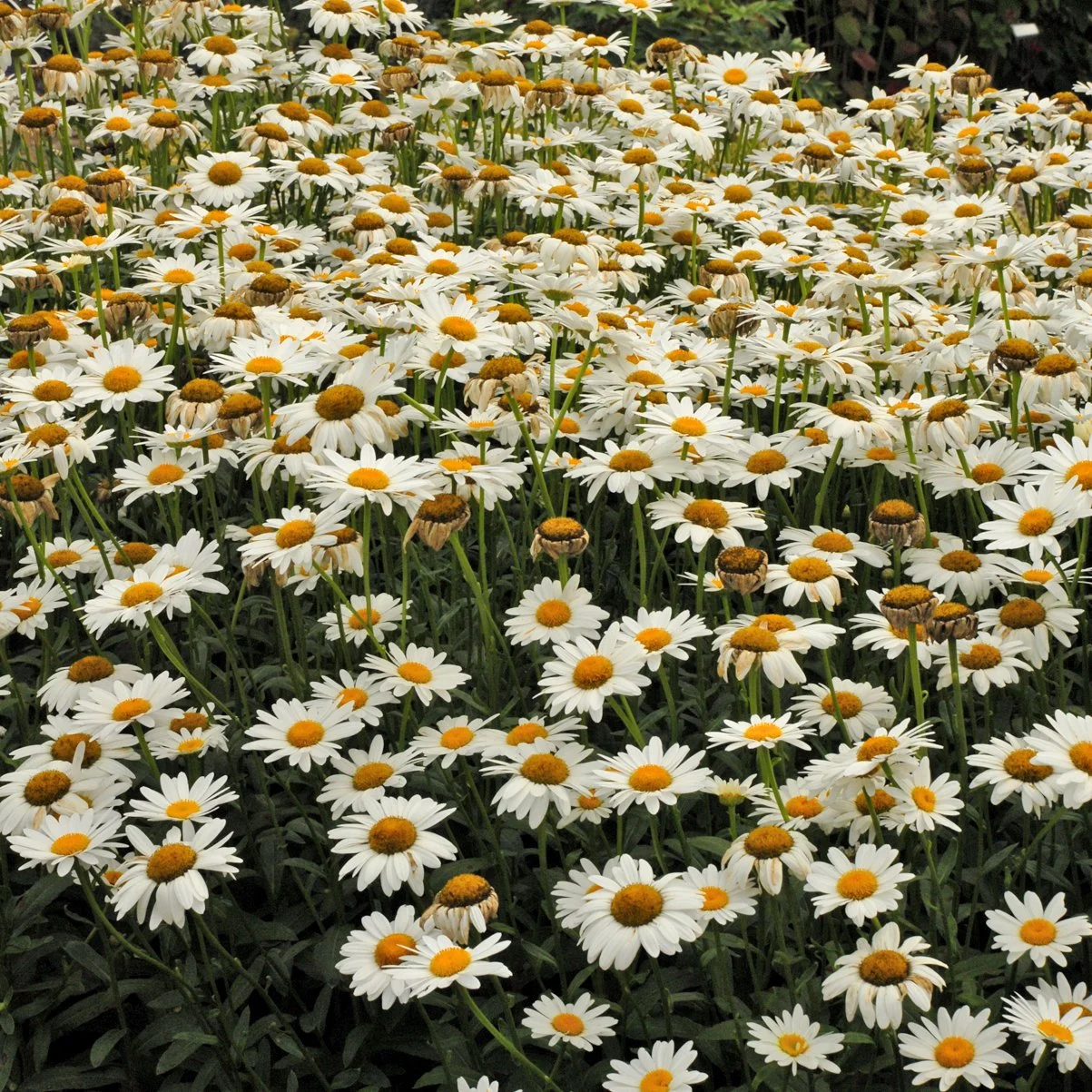 Leucanthemum superbum 'Becky' 0000 high res.jpg