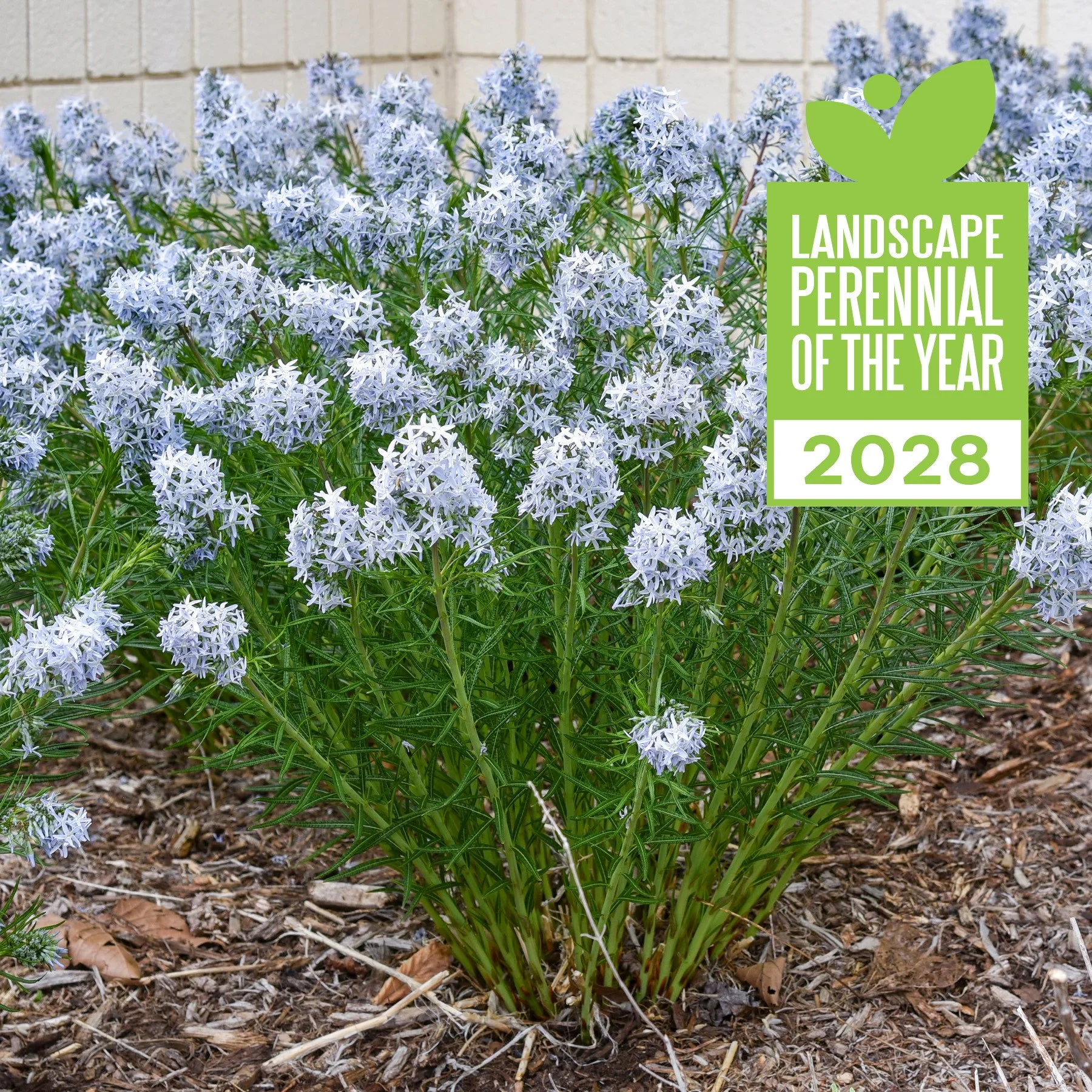 Amsonia 'String Theory' PP34419 CPBR7321 0007 high res.jpg