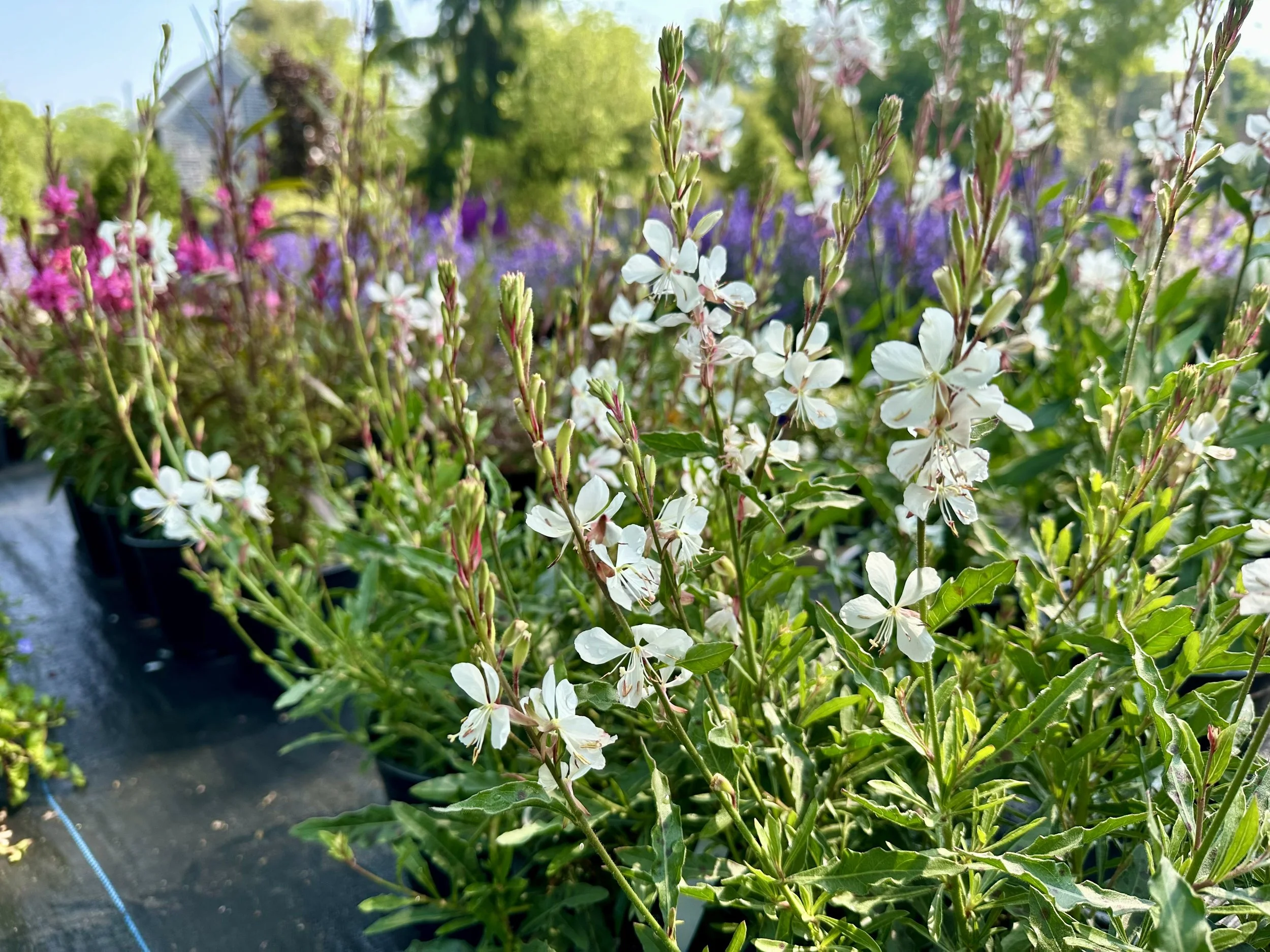 Oenothera lindheimeri 'Whirling Butterflies'