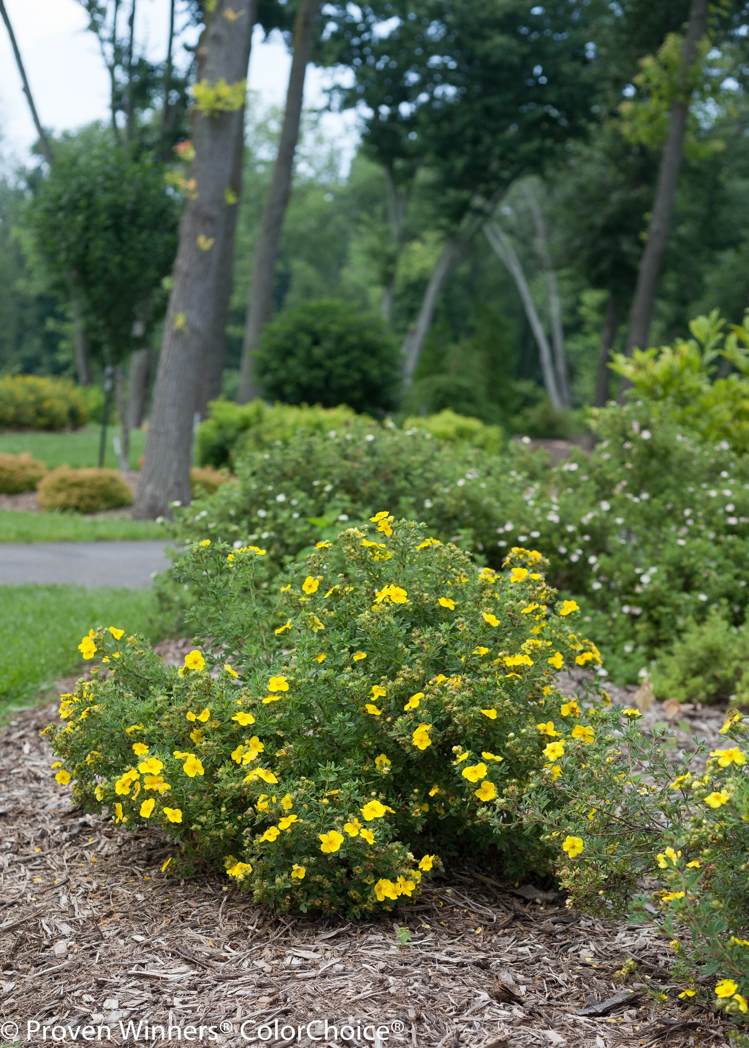 happy_face_yellow_potentilla-2298.jpg