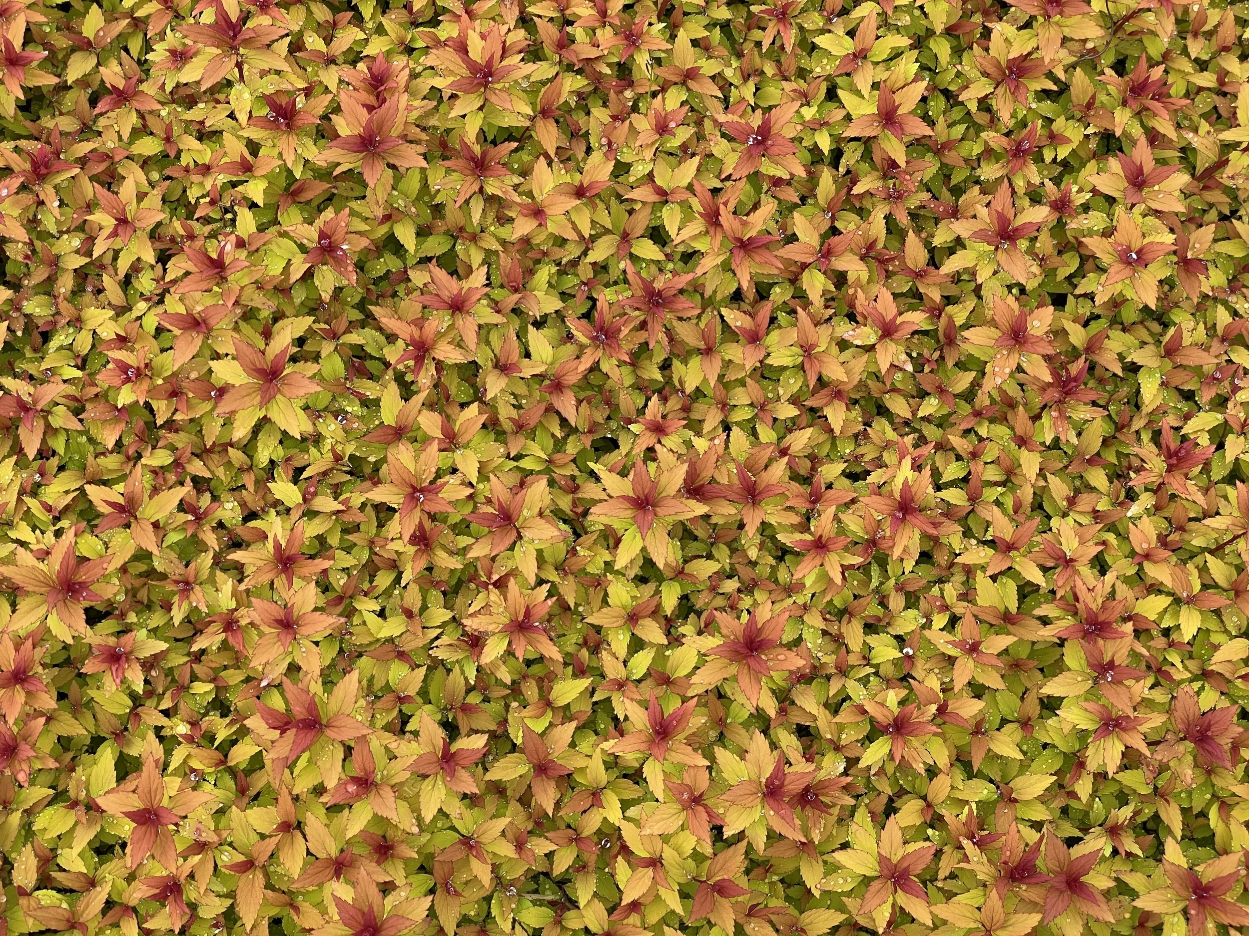 Spiraea-Rainbow-Fizz-foliage-01.jpg