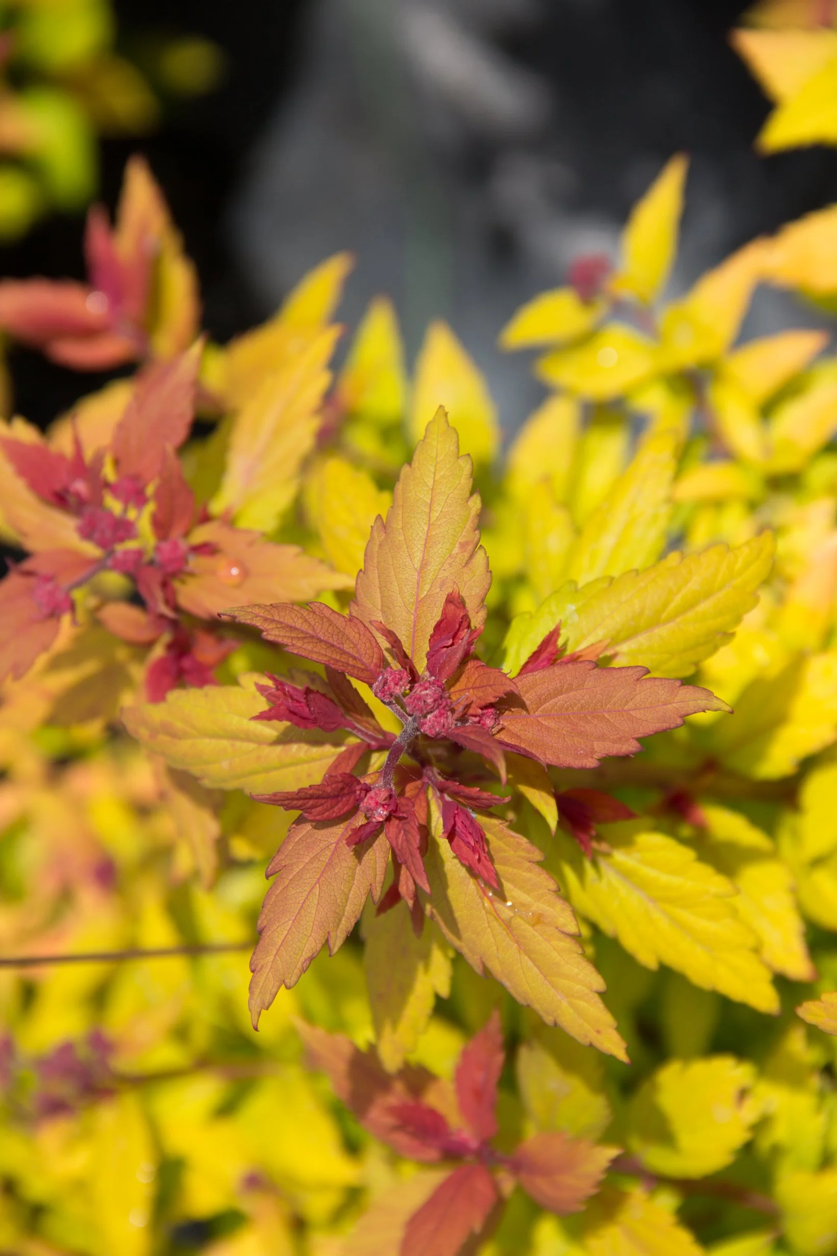 Spiraea-Rainbow-Fizz-foliage-02.jpg