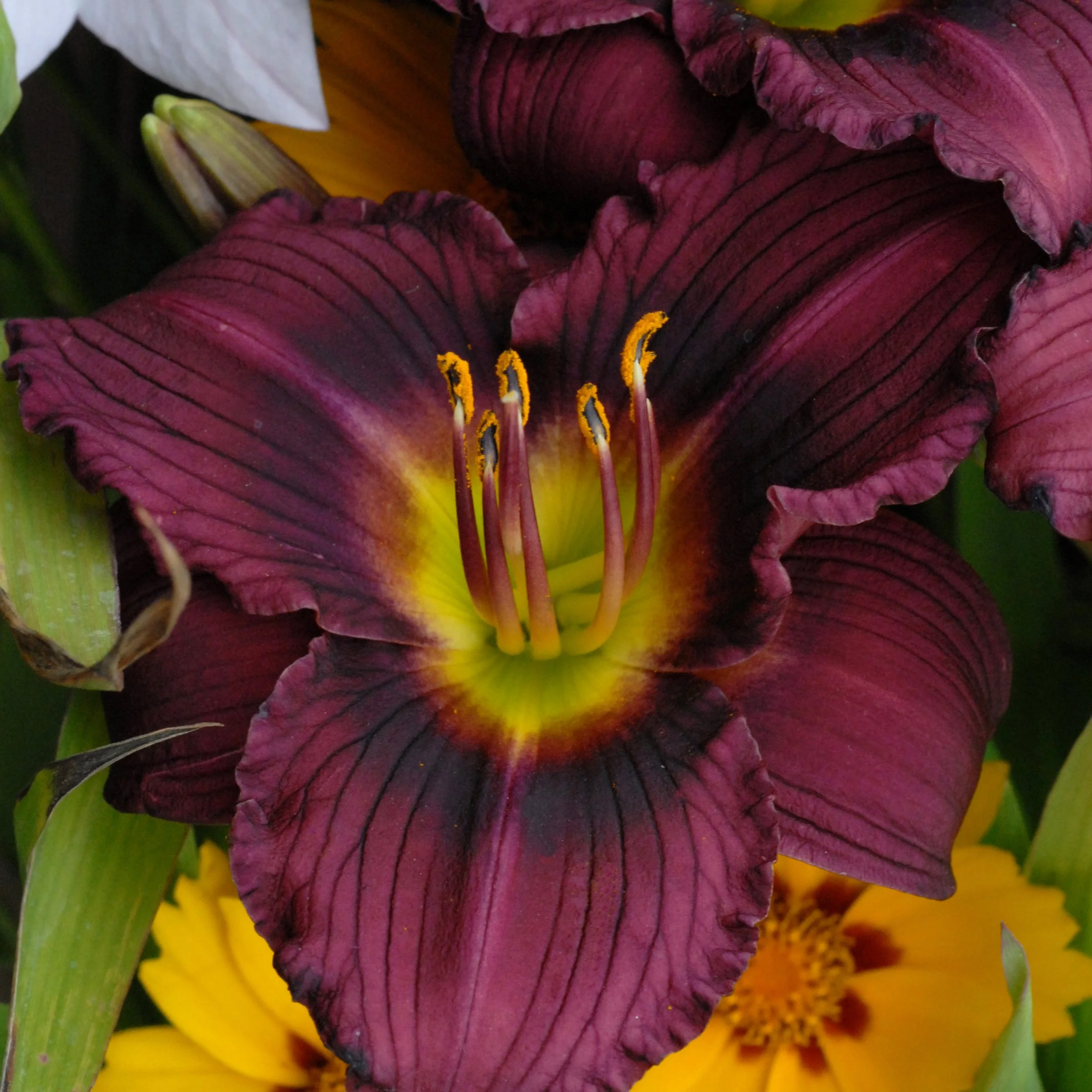 Hemerocallis 'Little Grapette' 0002 high res.jpg