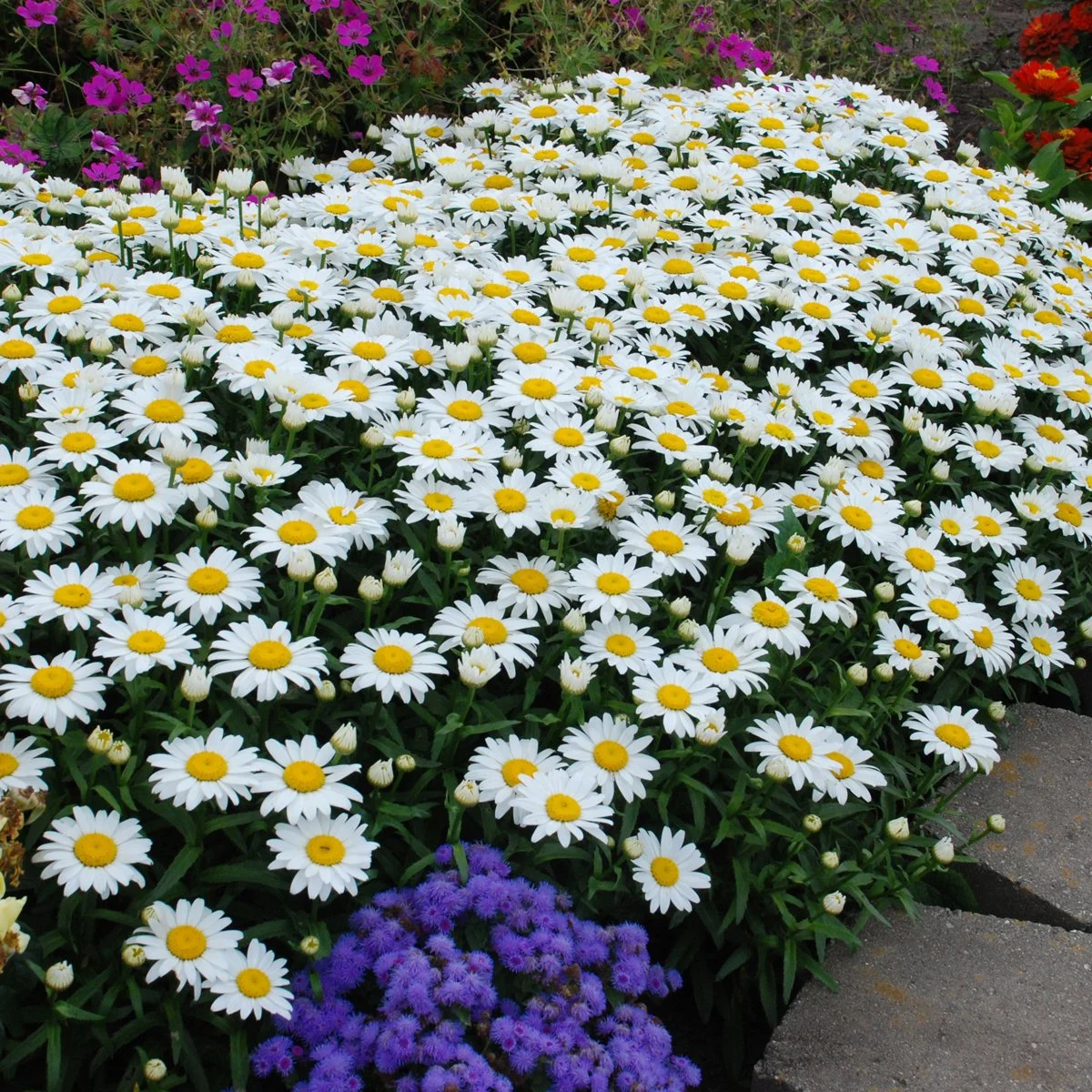 Leucanthemum superbum 'Snowcap' 0000 high res.jpg