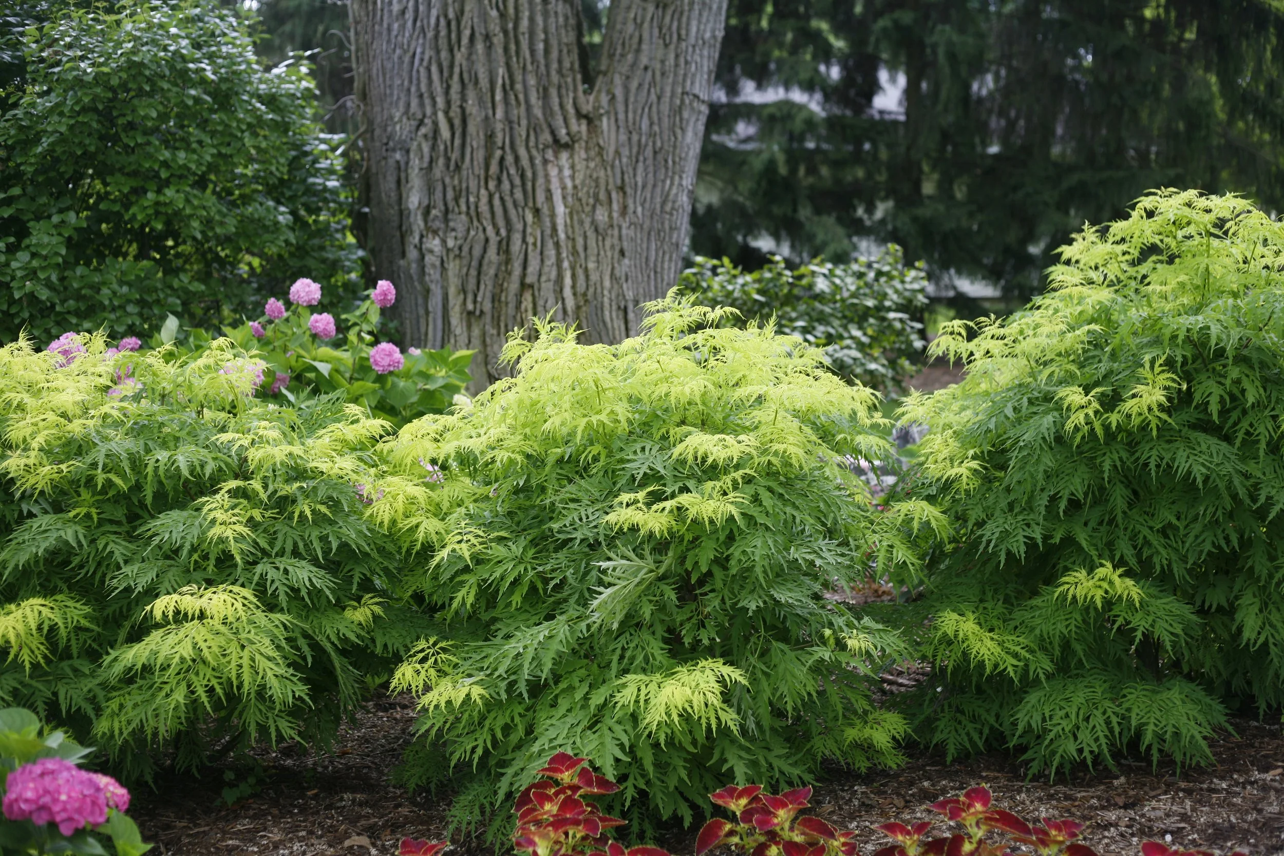 lemony_lace_elderberry_landscape.jpg