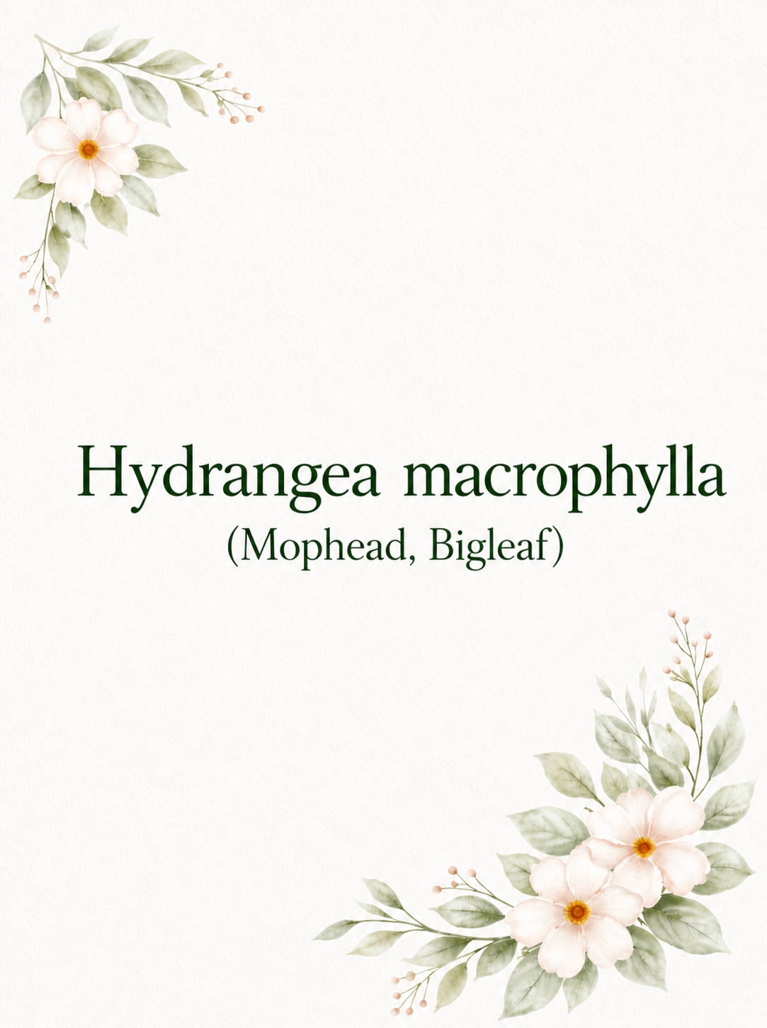 Mophead Hydrangeas (macrophylla)