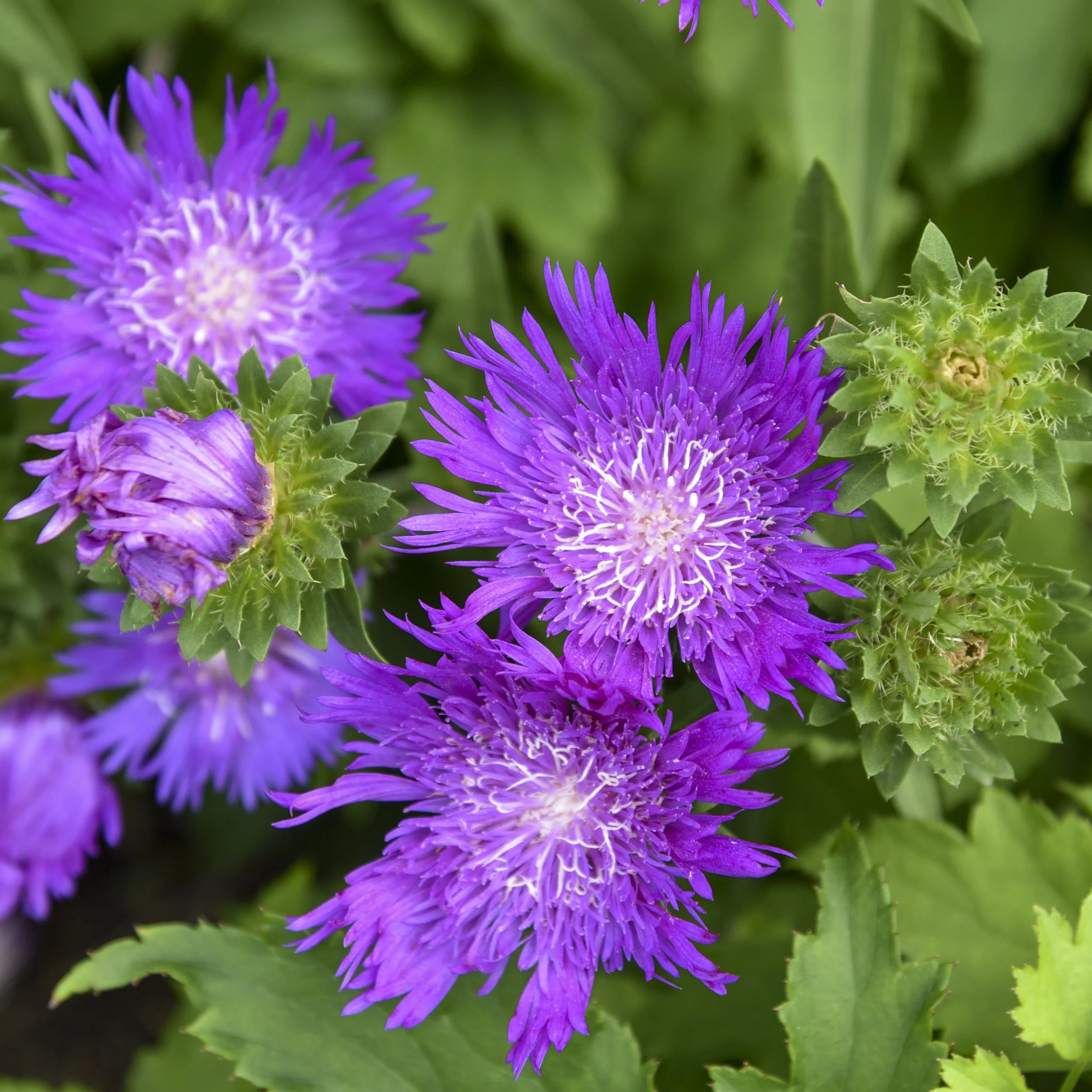 Stokesia laevis 'Honeysong Purple' 0004 high res.jpg