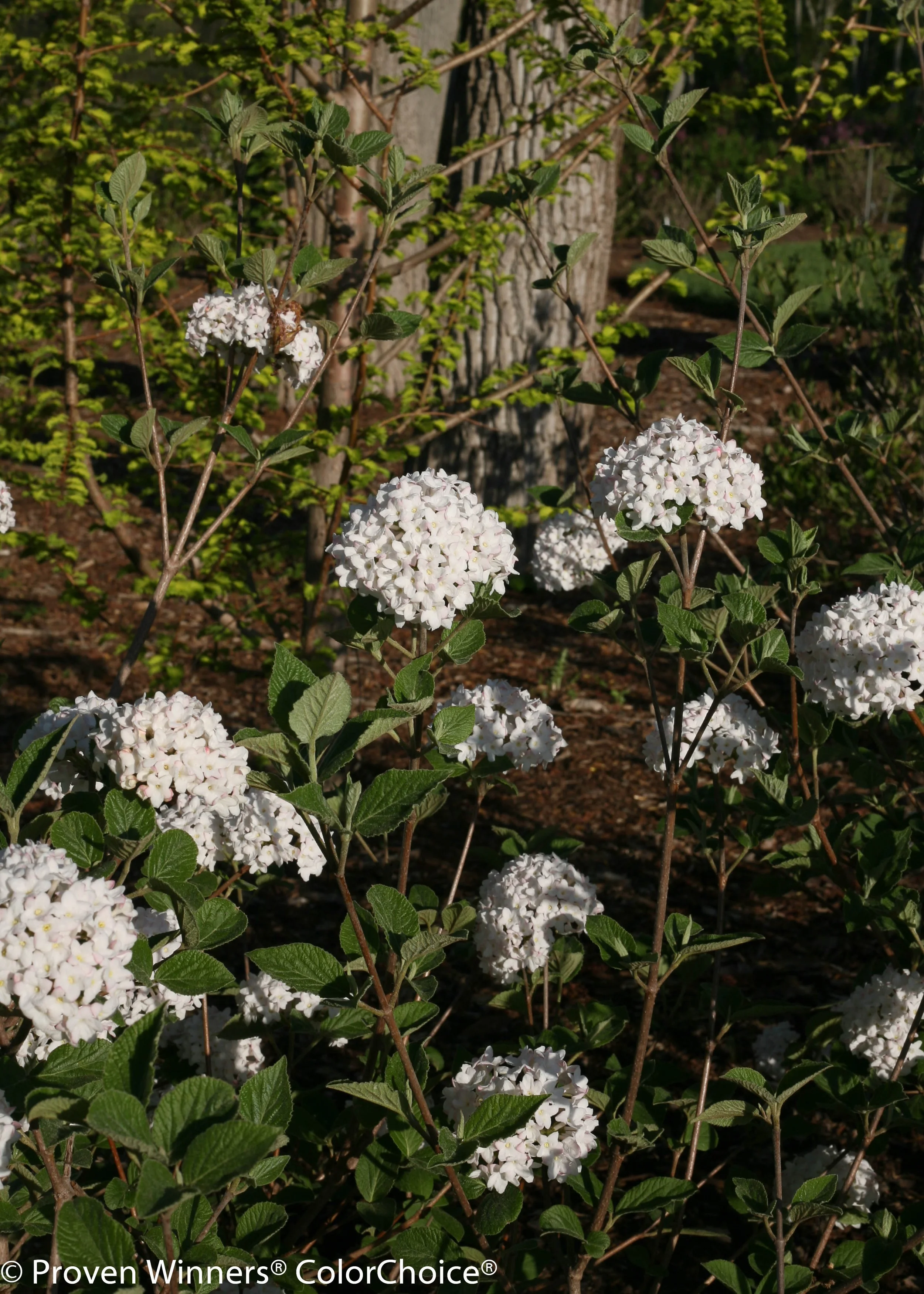 spice_baby_viburnum-8687.jpg