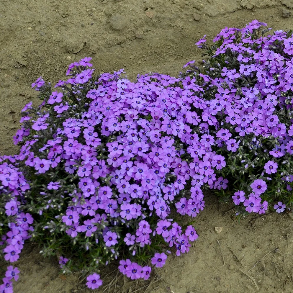 Phlox subulata 'Eye Shadow' PP31169 0001 high res.jpg