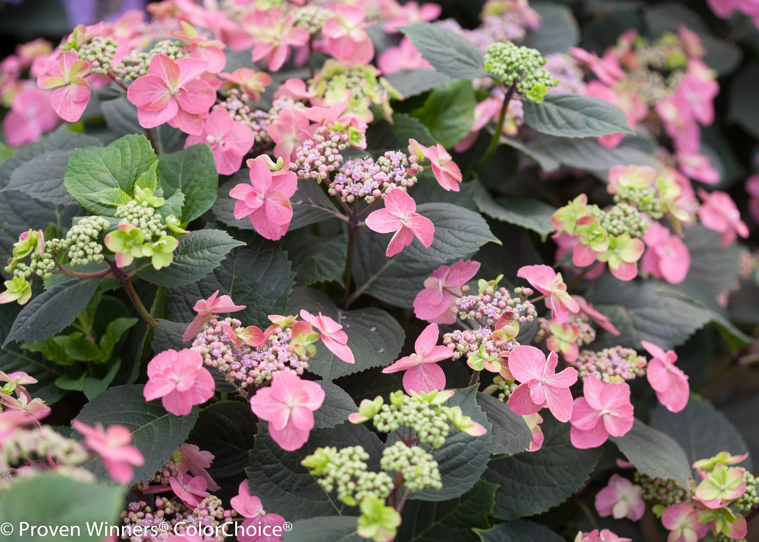 tuff_stuff_hydrangea-0029.jpg