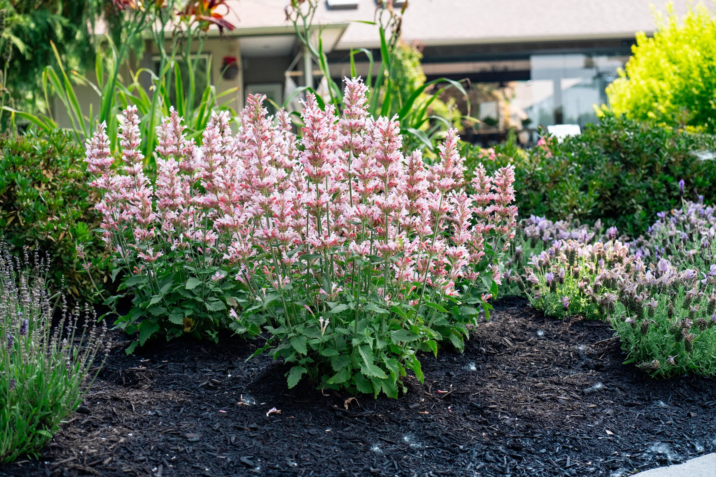 agastache-pink-pearl-landscape-01.jpg